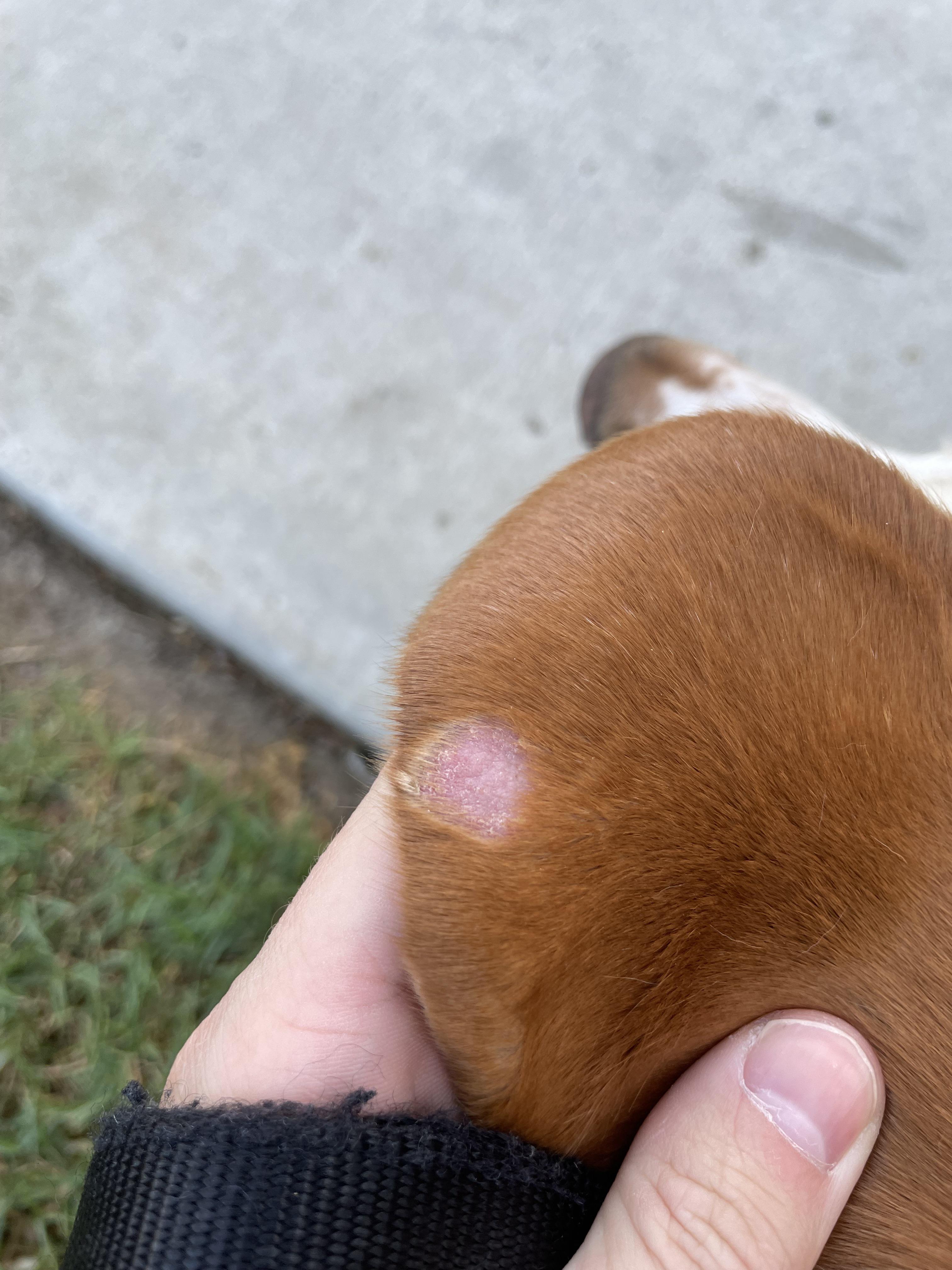 My dog had a scab appear on his ear which quickly fell off and left