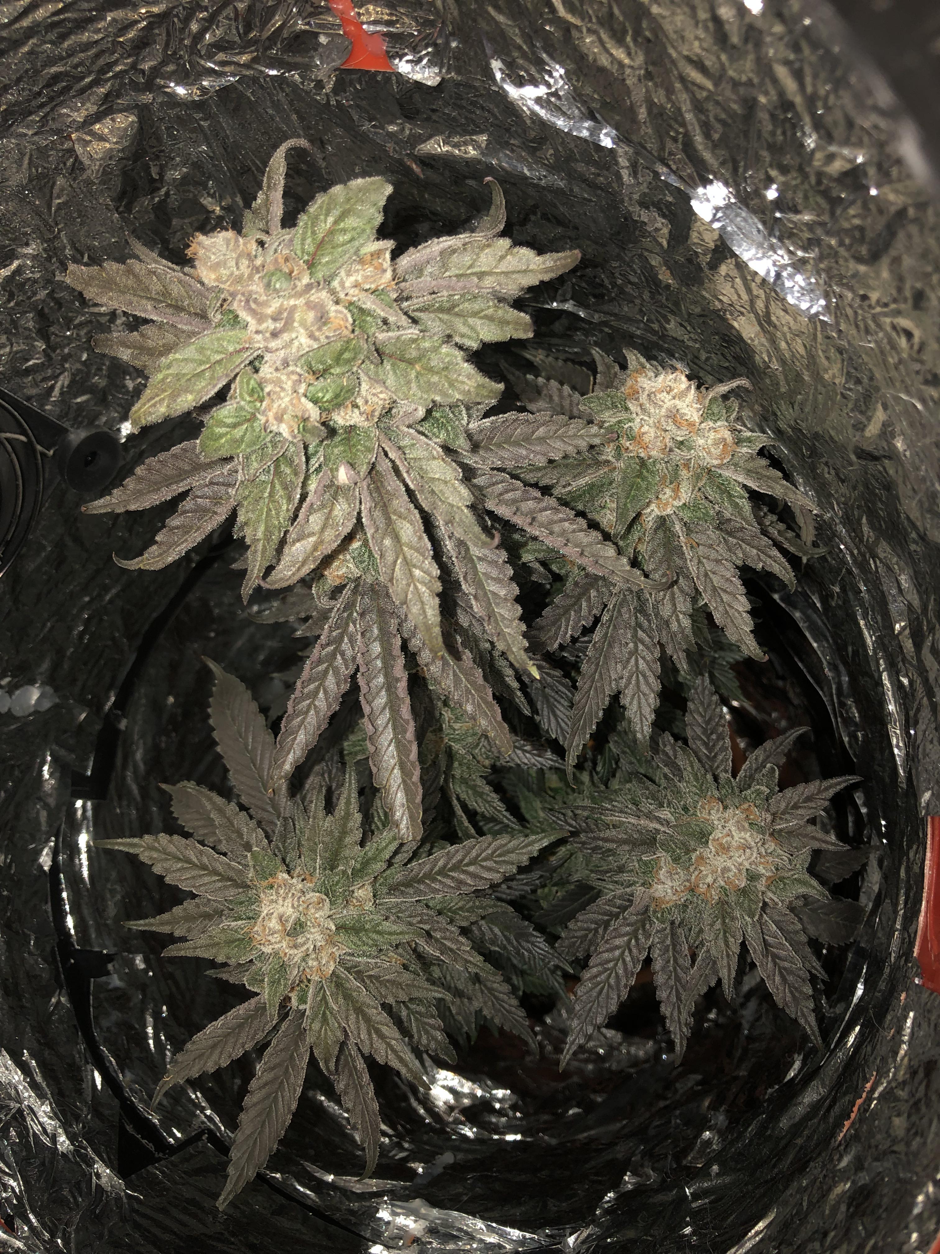 Extra clone=space bucket=extra weed r/SpaceBuckets