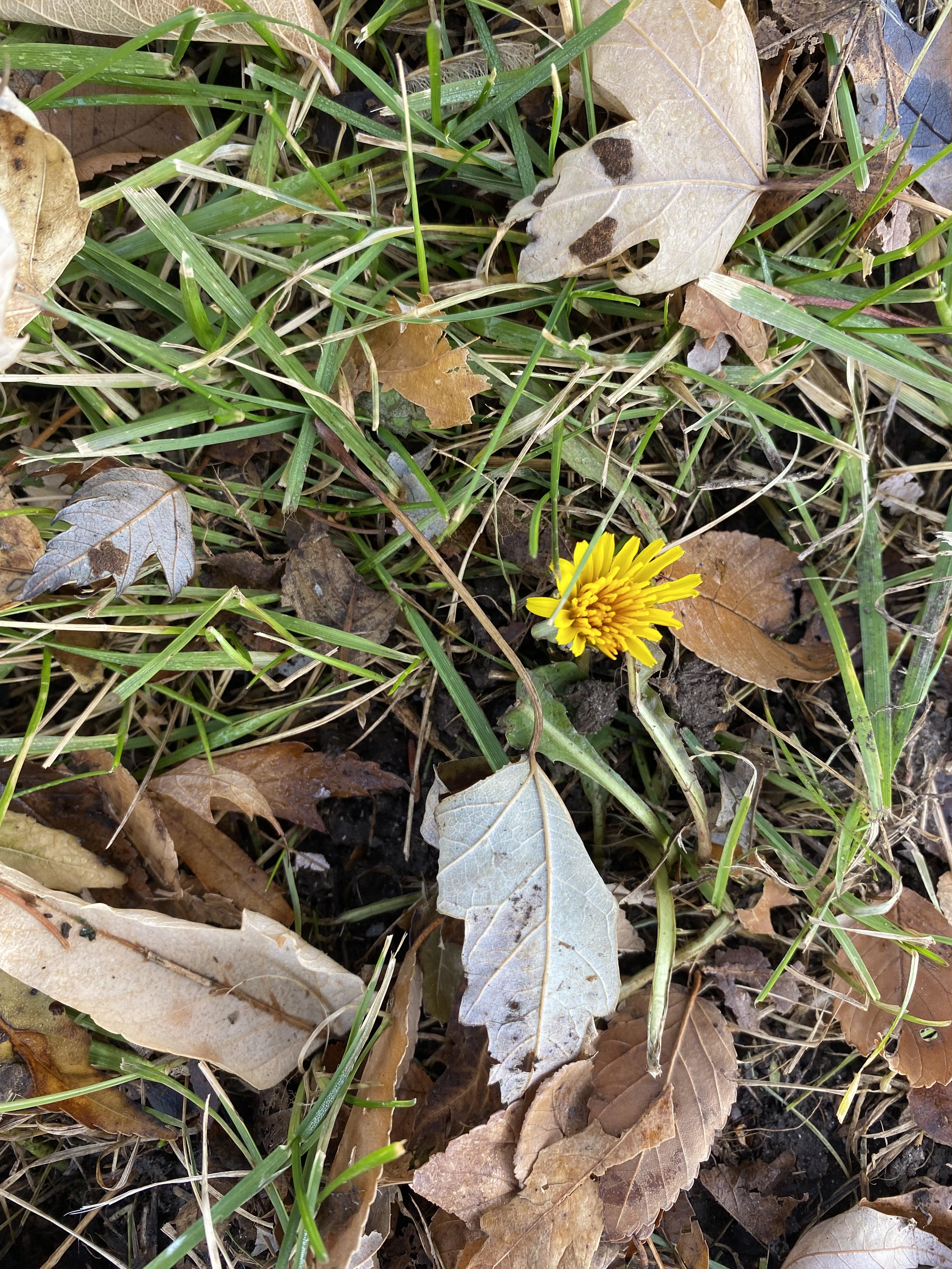 Dandelions in December not what I expected r/milwaukee