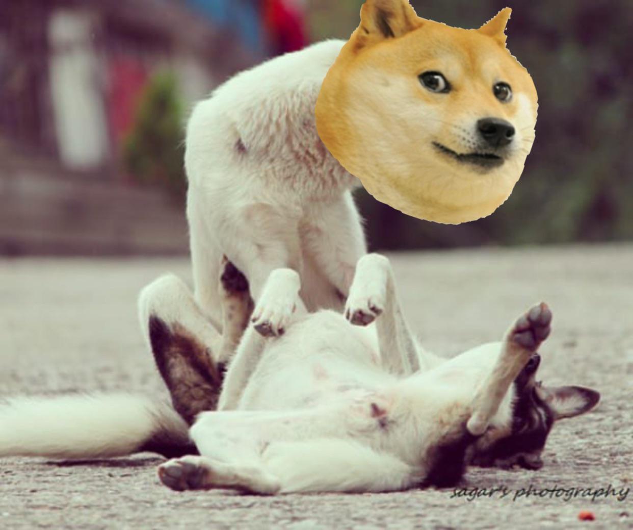 1080 X 1080 Doge Dogecoin Home Facebook