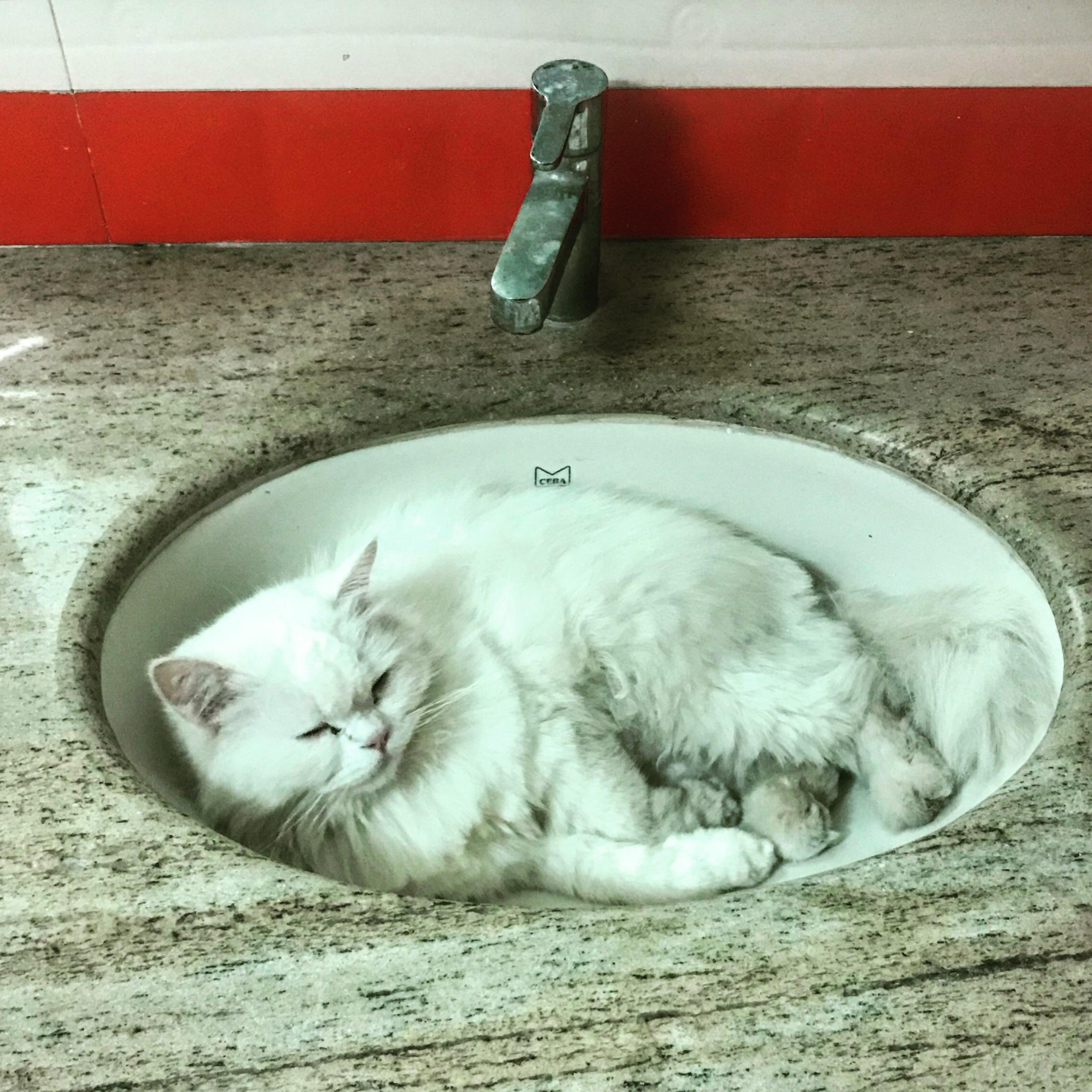I want my own bathtub..is it so unusual!!! r/aww