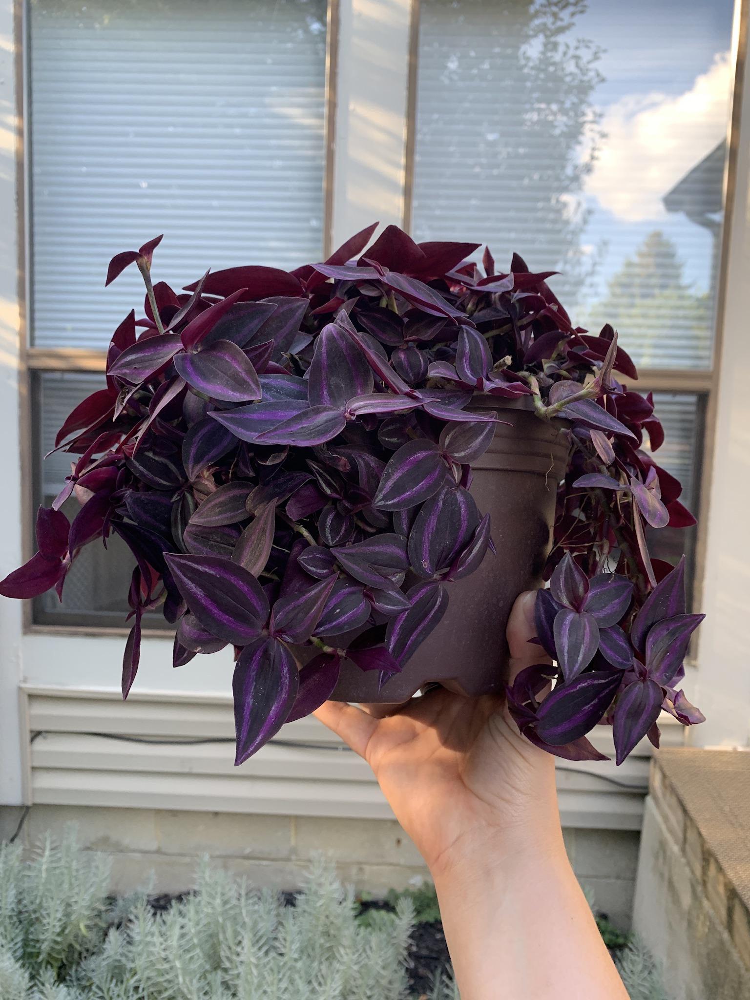 Steadily increasing my houseplant count. I’m now at 25, and this purple