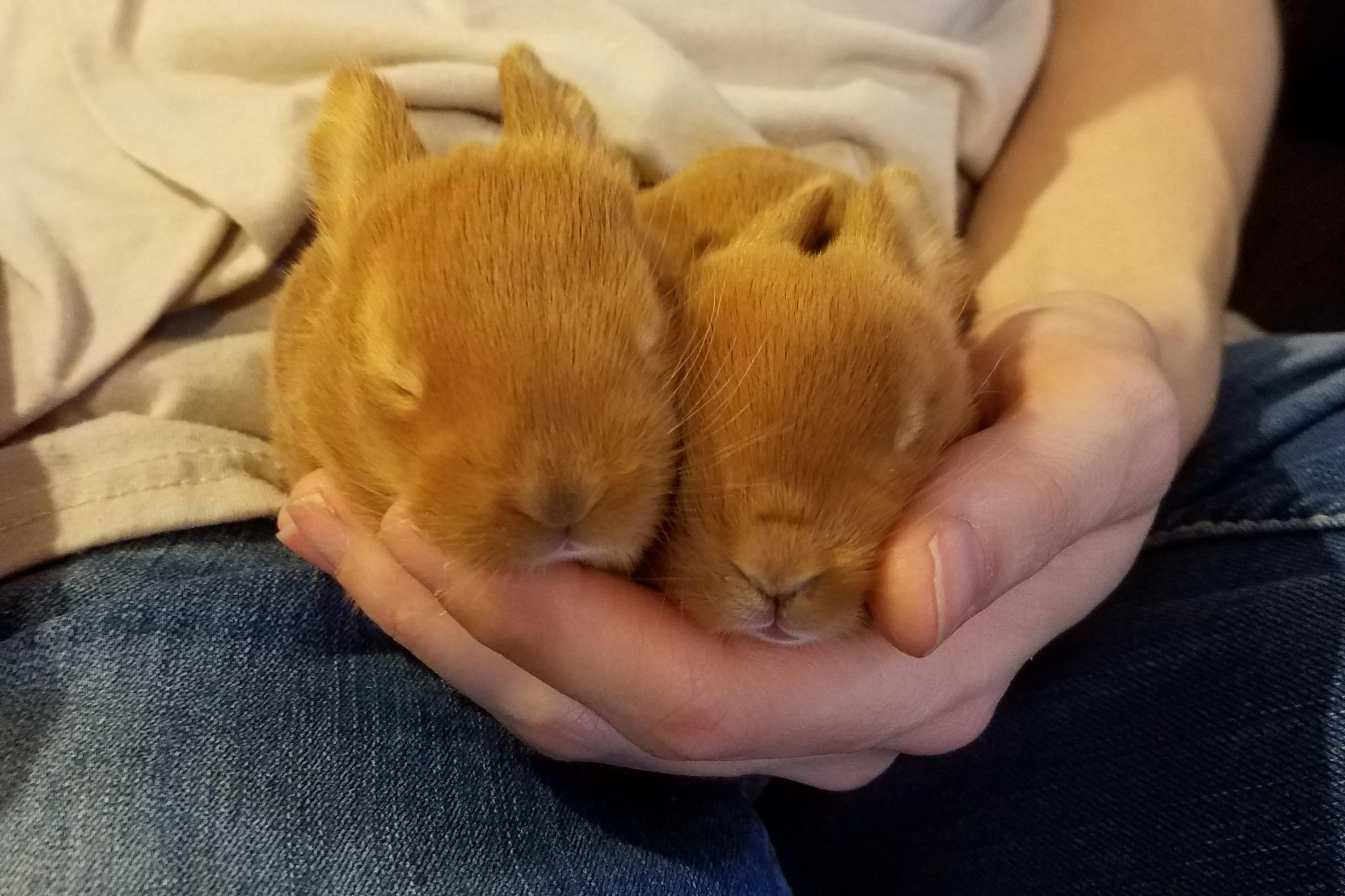 Two baby bunnies (kits) New Zealand Rabbits. r/aww