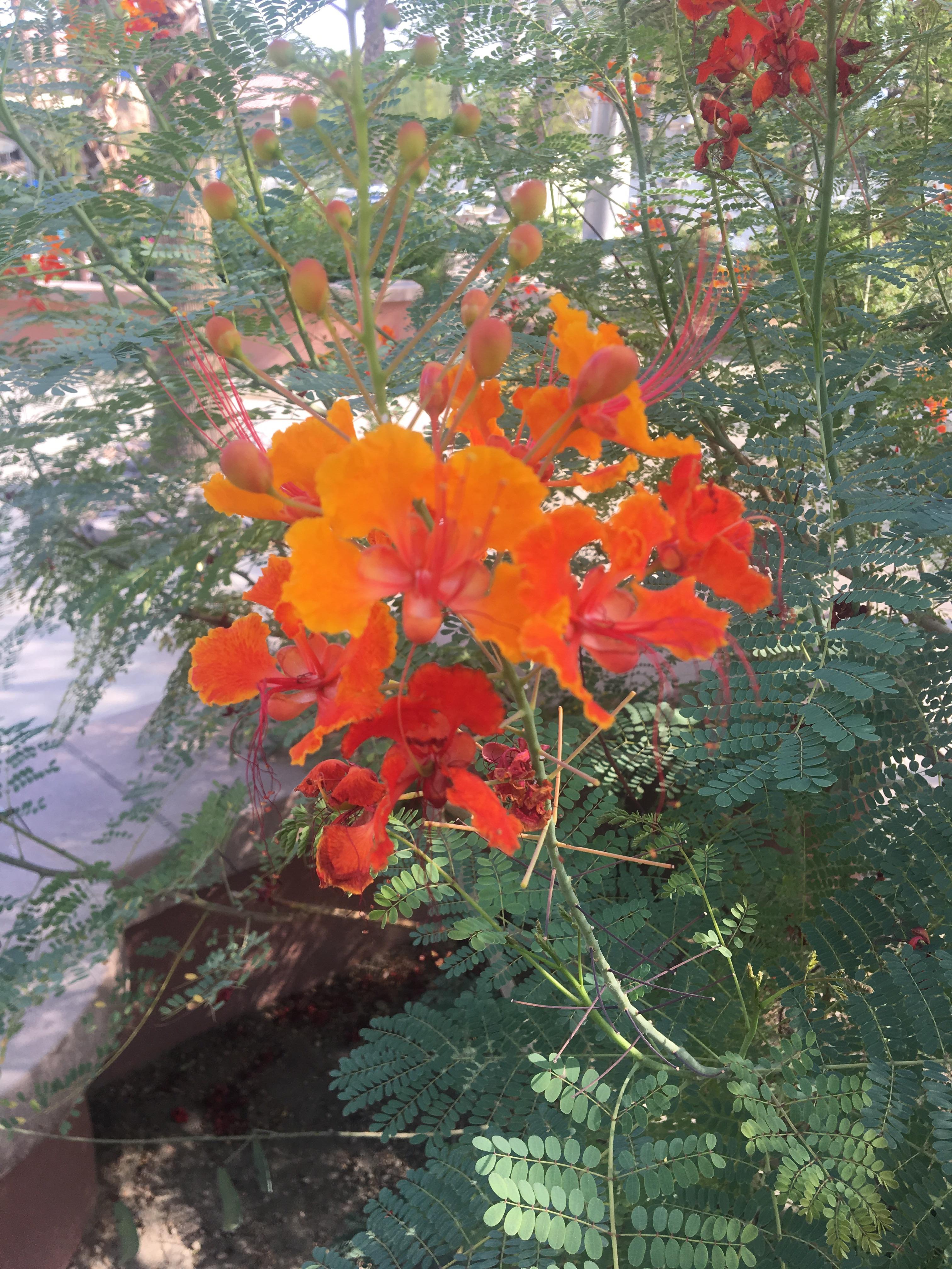 Beautiful drought resistant flowering bush in Palm Desert. What the
