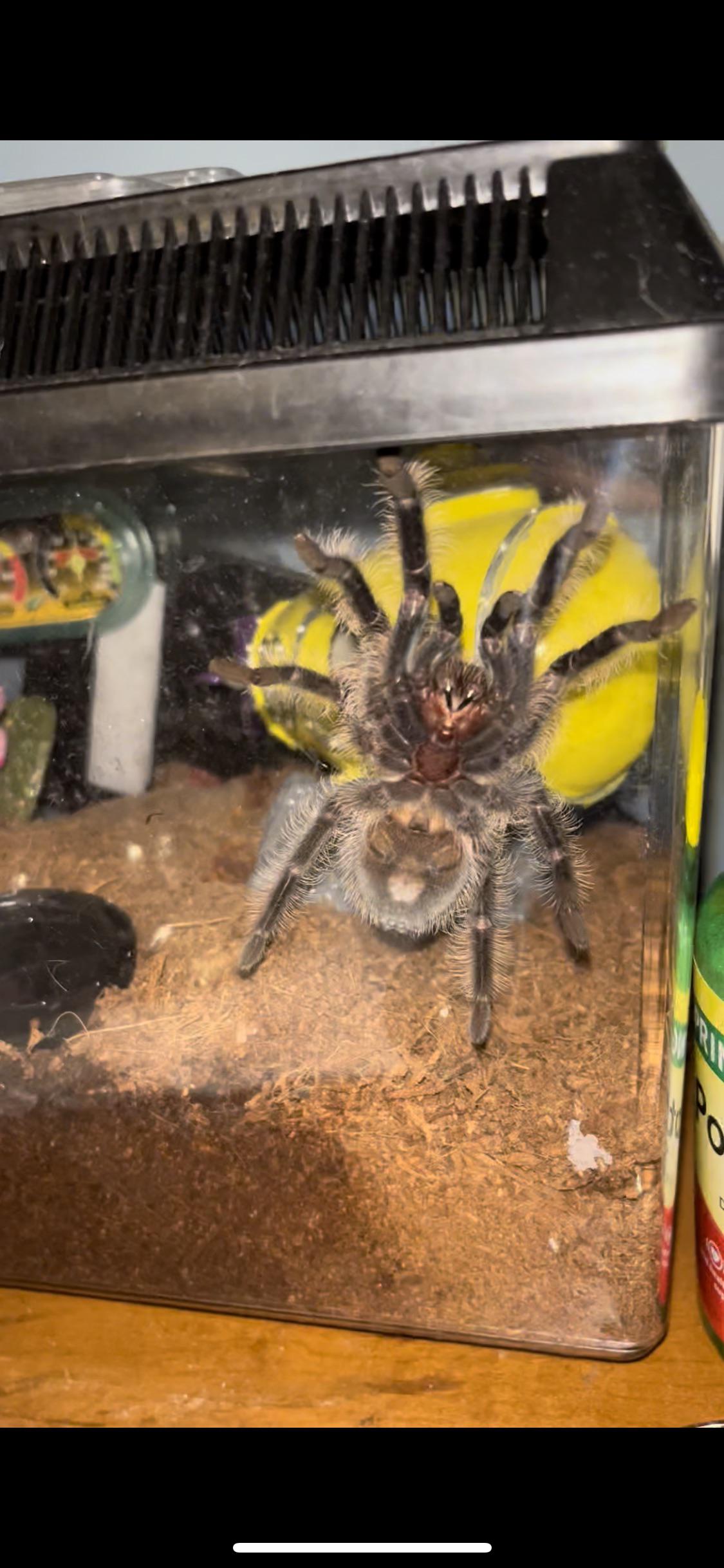 do tarantulas need enrichment? r/tarantulas