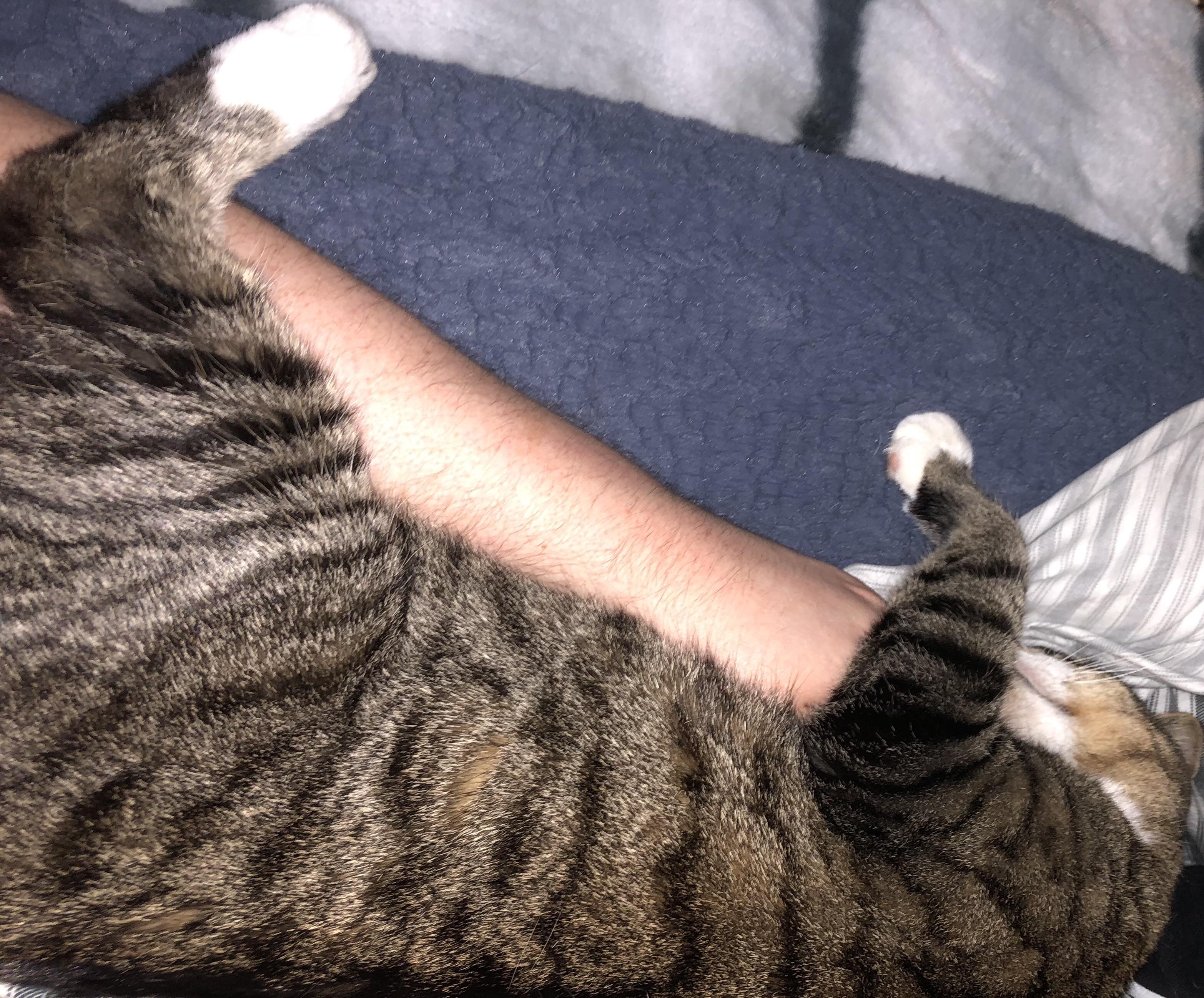 25 Top Images Cat Sprained Leg How Long To Heal Why Is My Cat Limping