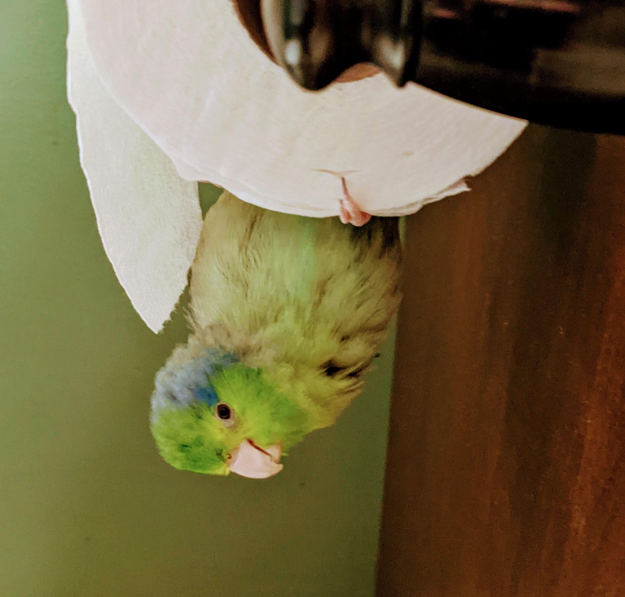 Found hanging upside down from a toilet paper roll, why is anyone's