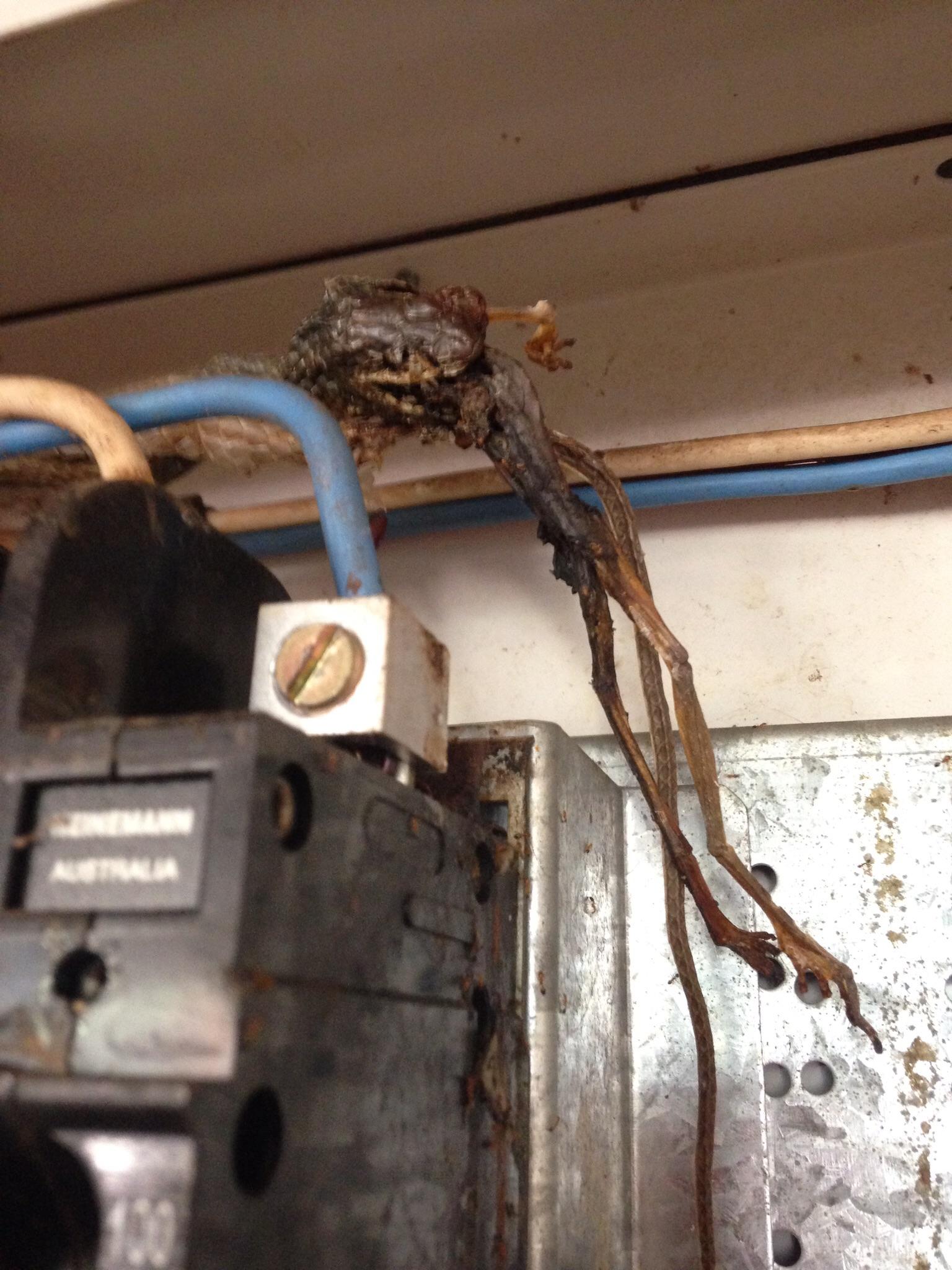 The moment this snake was electrocuted whilst eating a frog r/pics