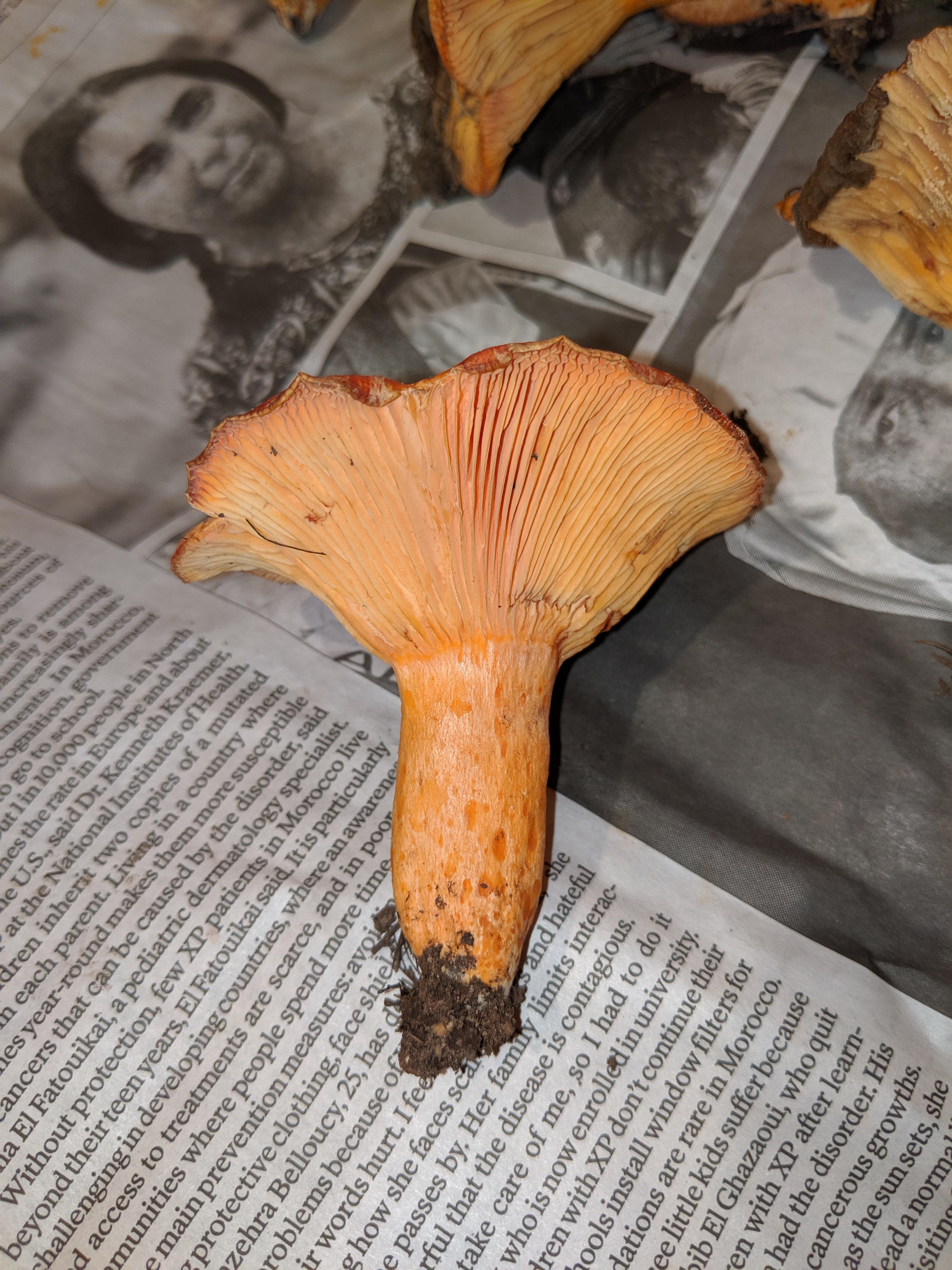 Chanterelle? Hollow stem, sweet scent, not bitter r/mycology