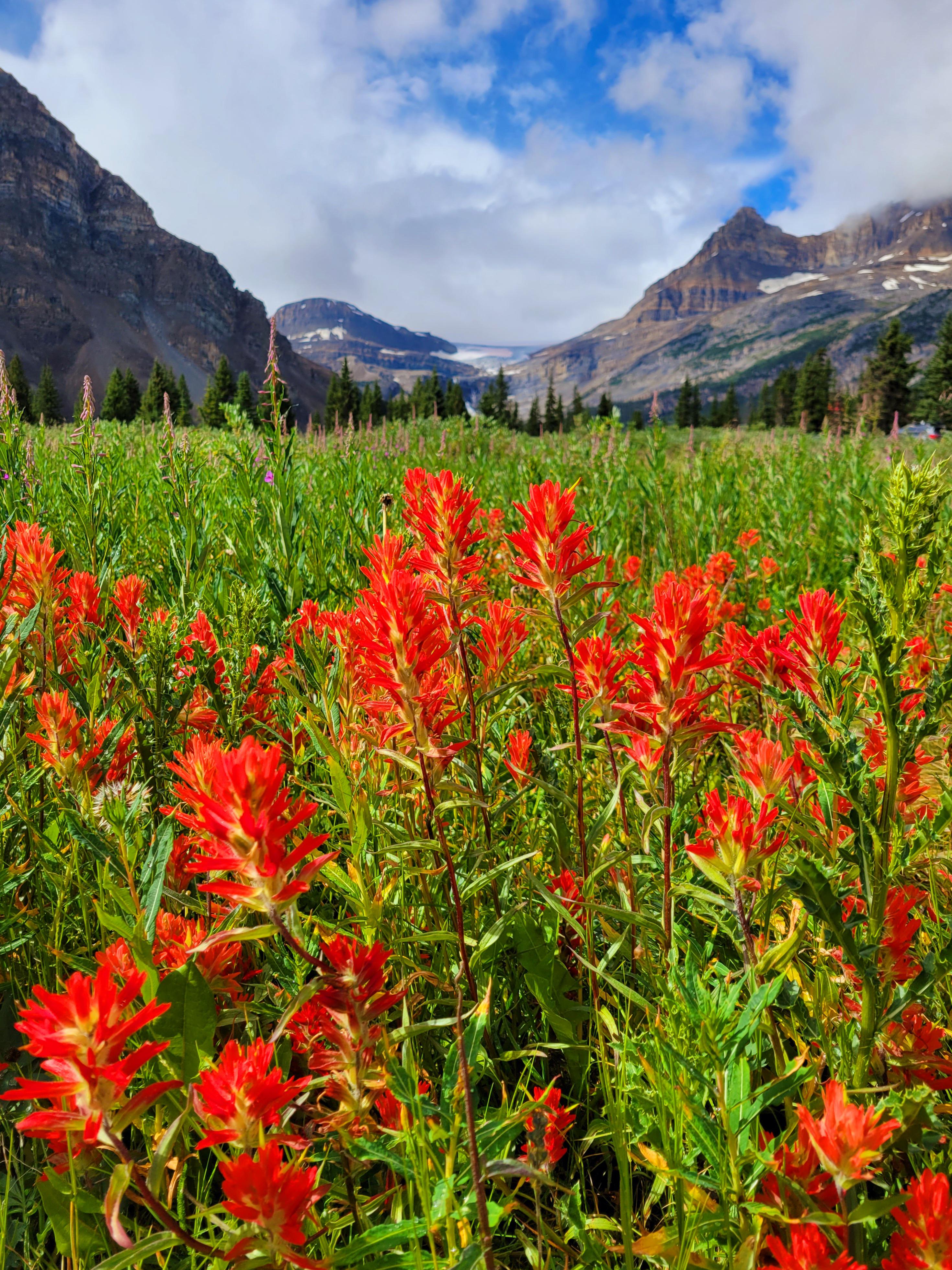 Wildflowers in bloom Bow Lake, Alberta, Canada [OC 2940 x 3919] r