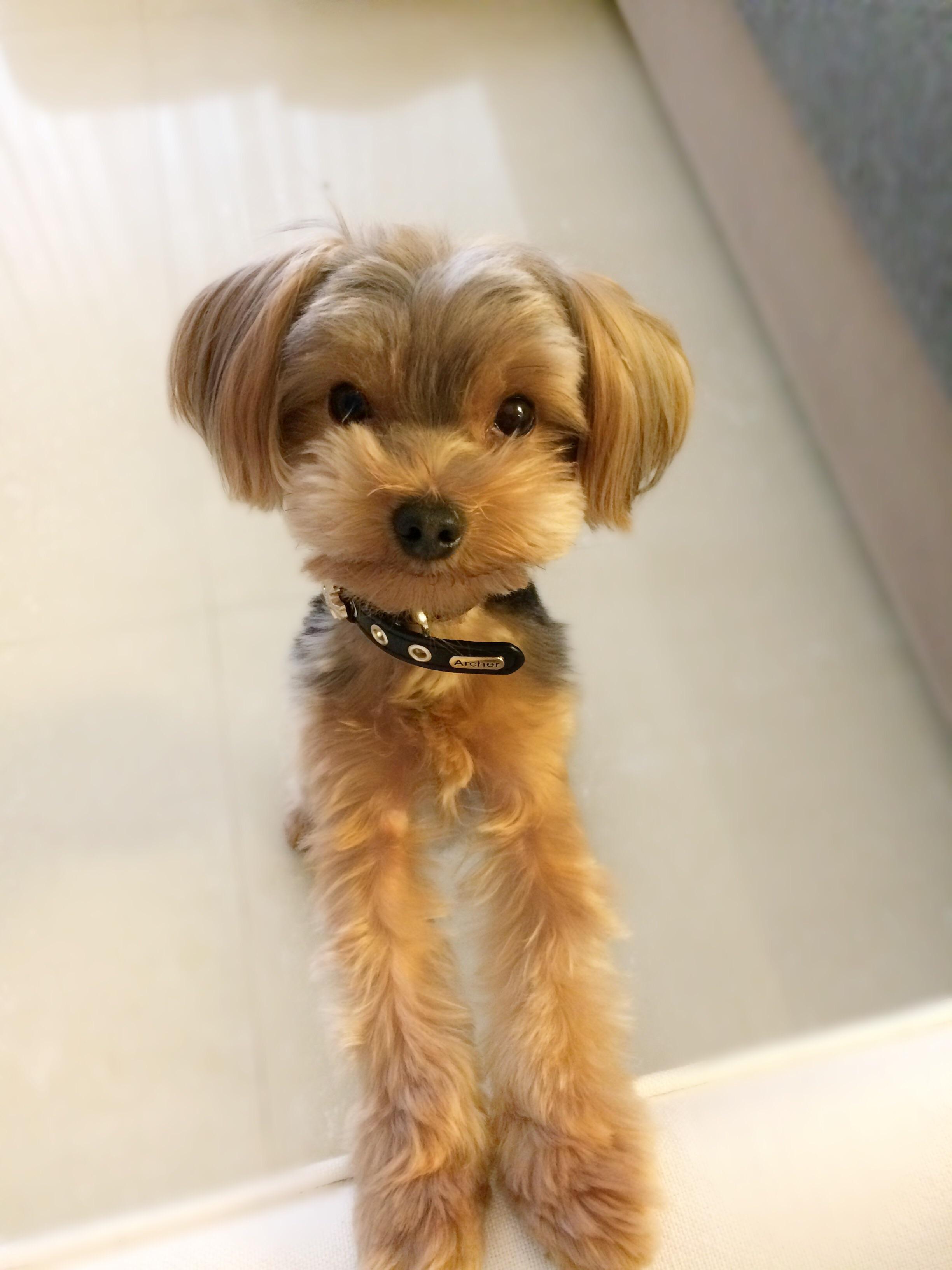 Pretty long legs for a yorkie ! He just got a haircut today n for the