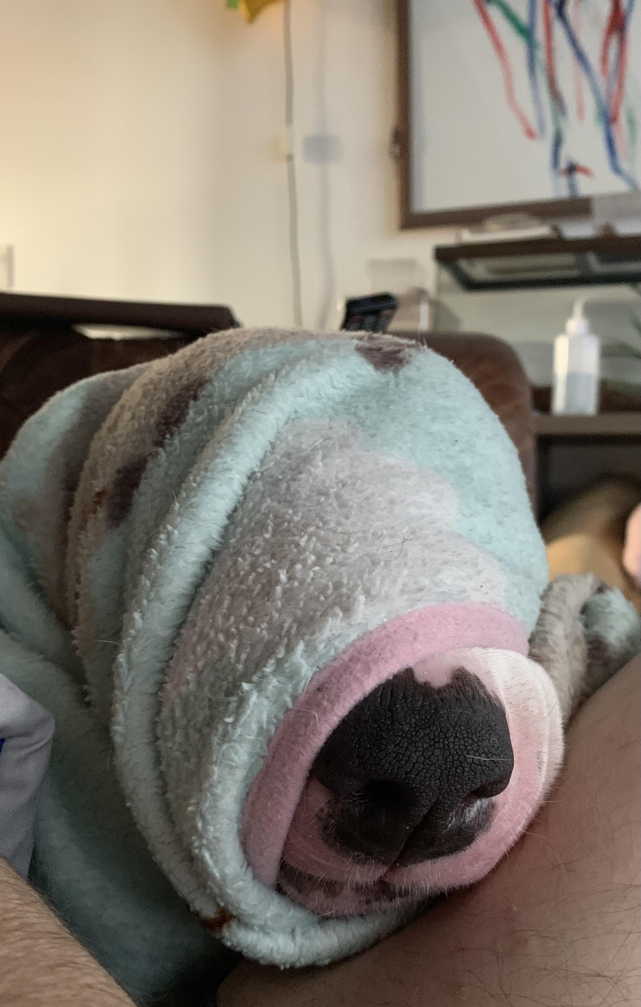 He did this to himself. Wrapped himself up in that blanket. r/BullTerrier