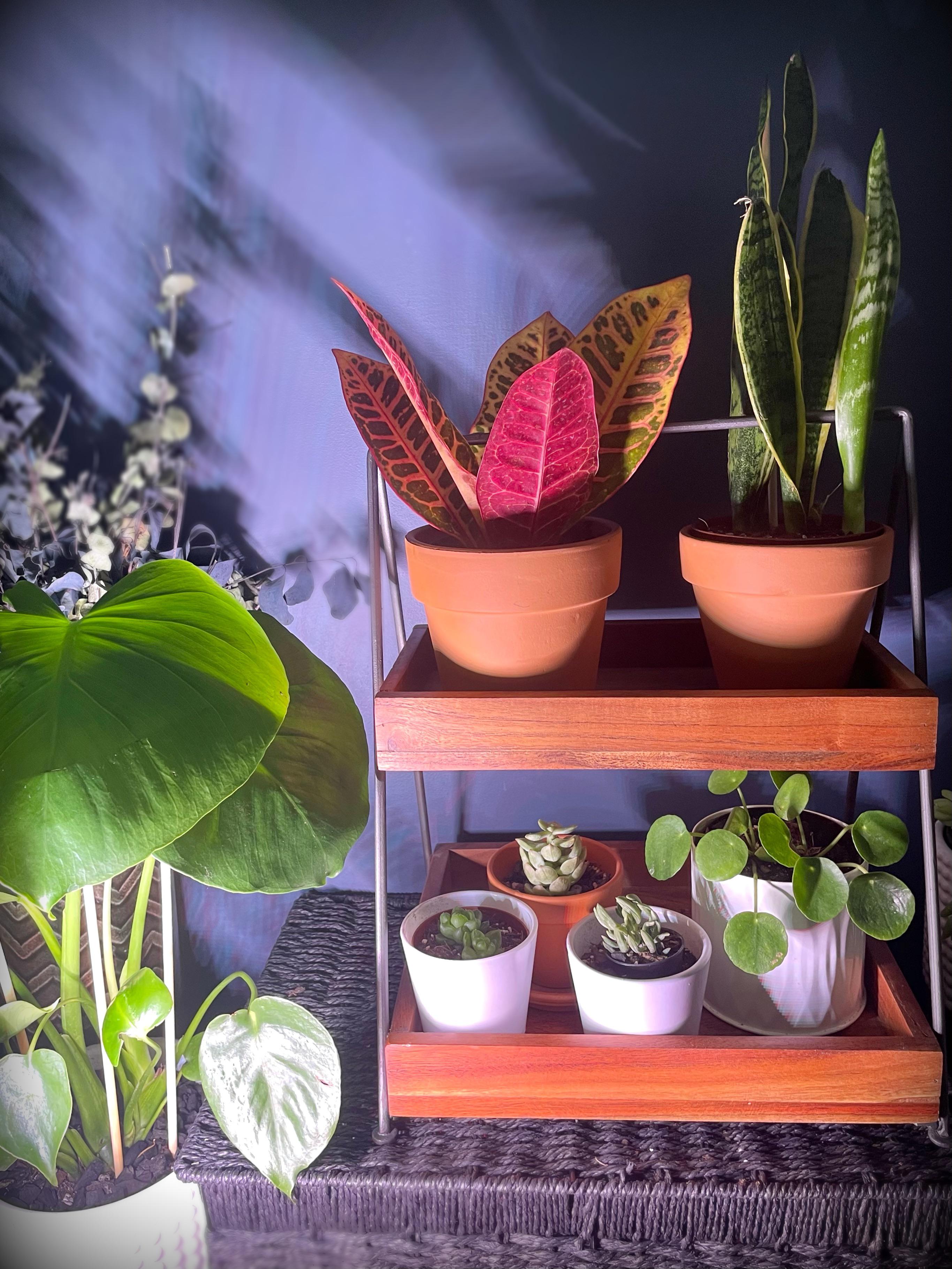 Desk organizer turned plant shelf 🪴🌵 r/houseplants