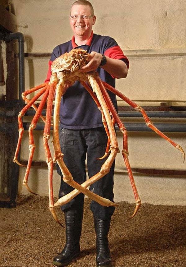 Japanese Spider Crab r/natureismetal
