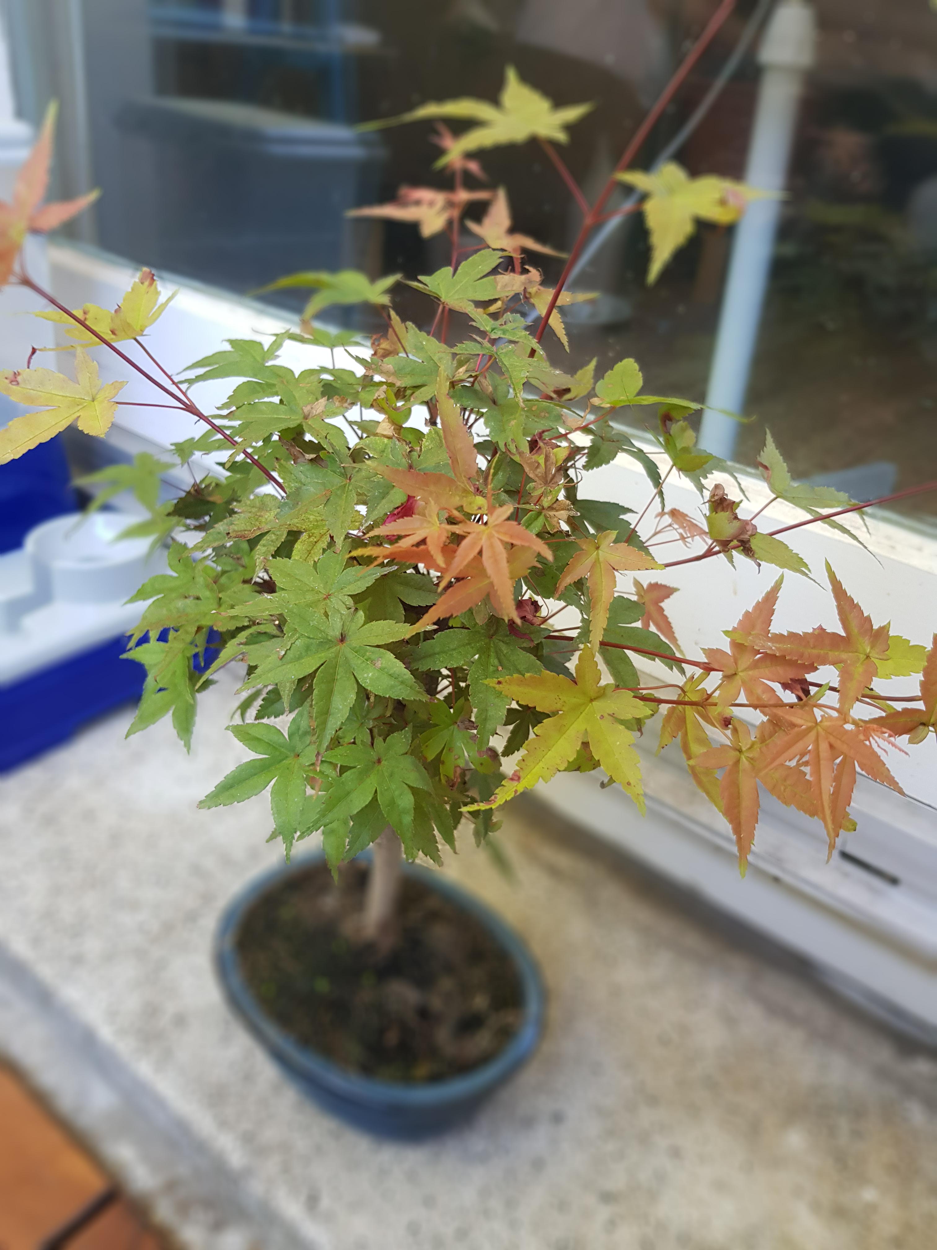 Maple tree is drying out r/Bonsai