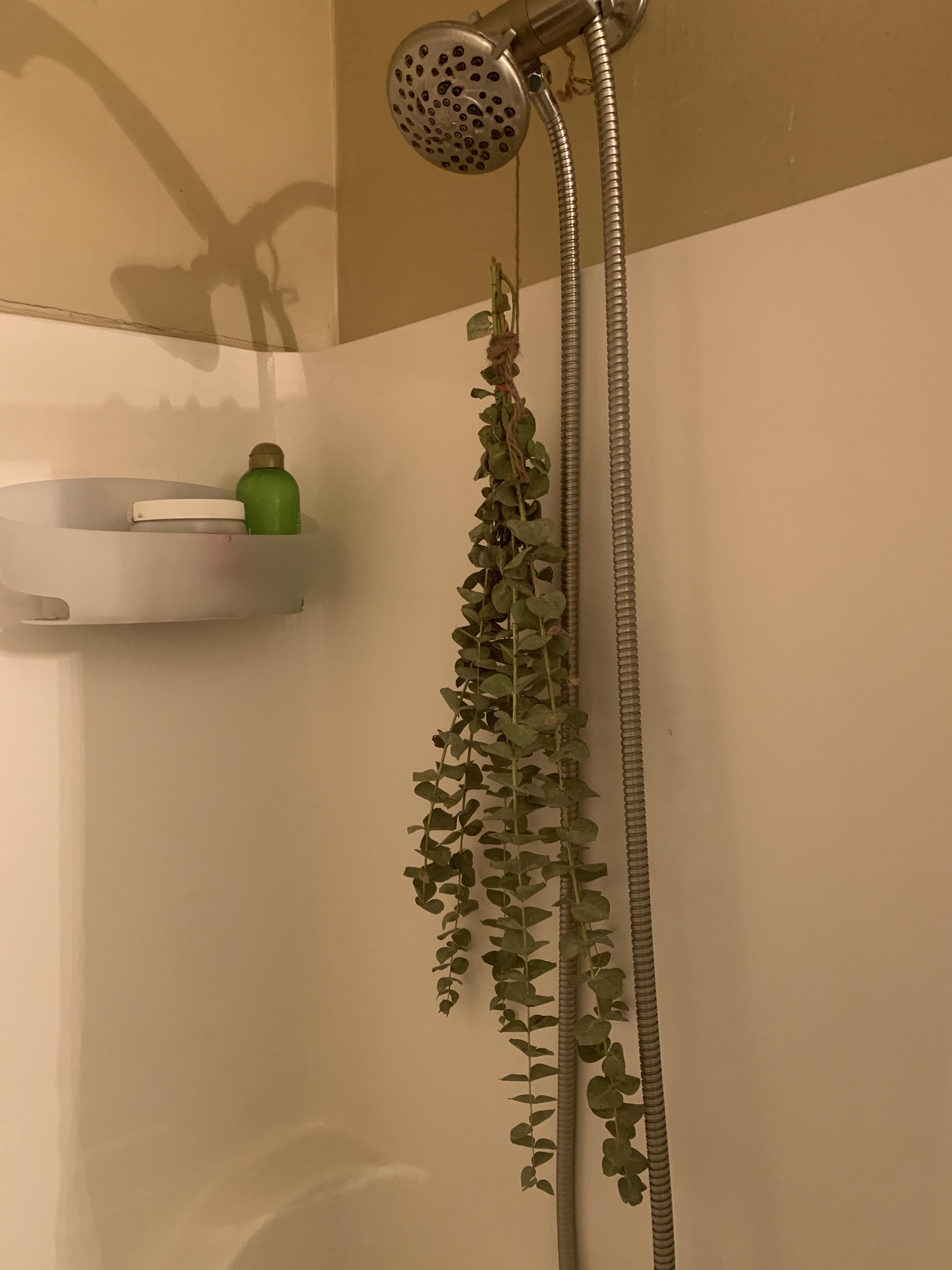 What are these plants my roommate put in the shower? r/whatsthisplant
