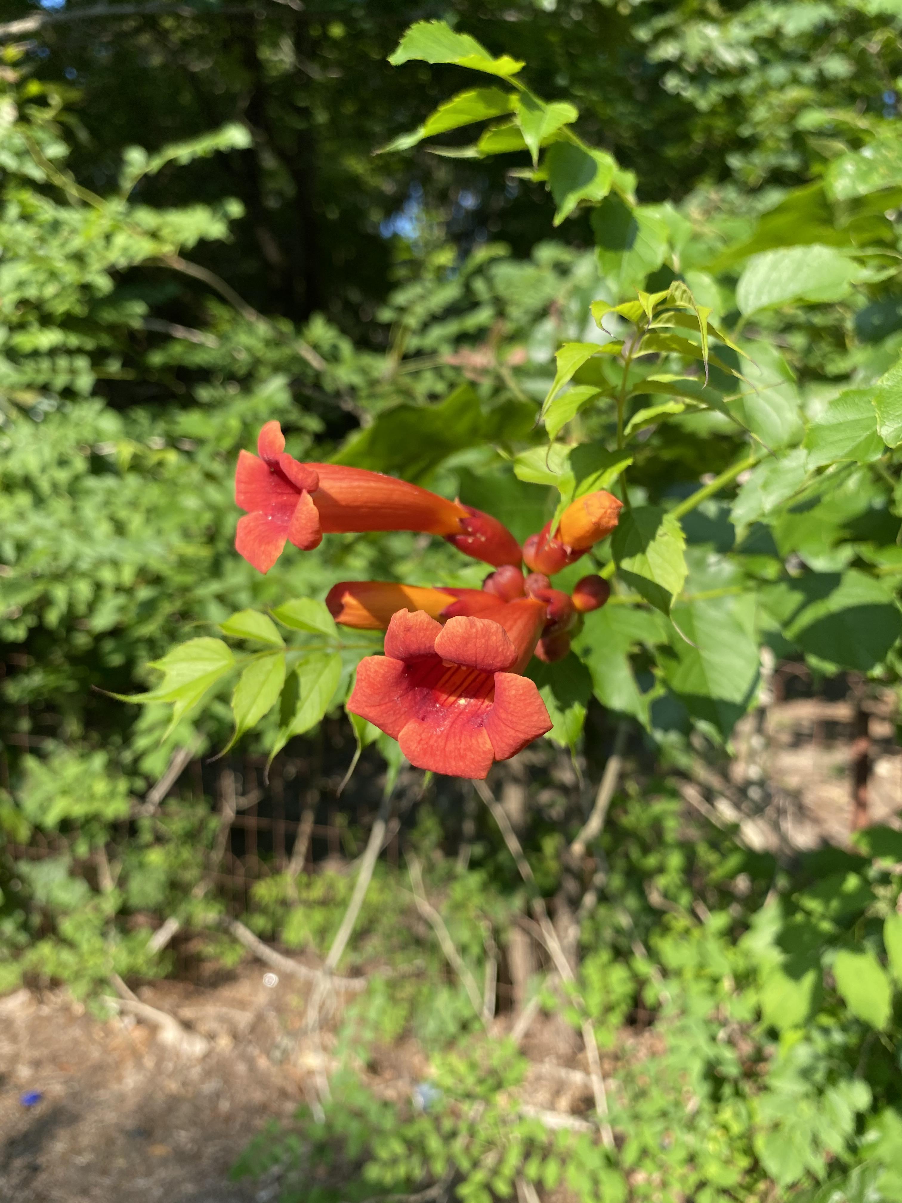 Pulled into my driveway to see these growing. Long Island, NY r/whatsthisplant