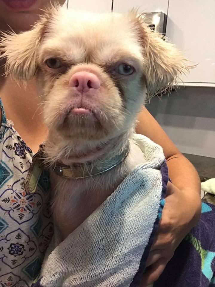 Frank Gallagher funny