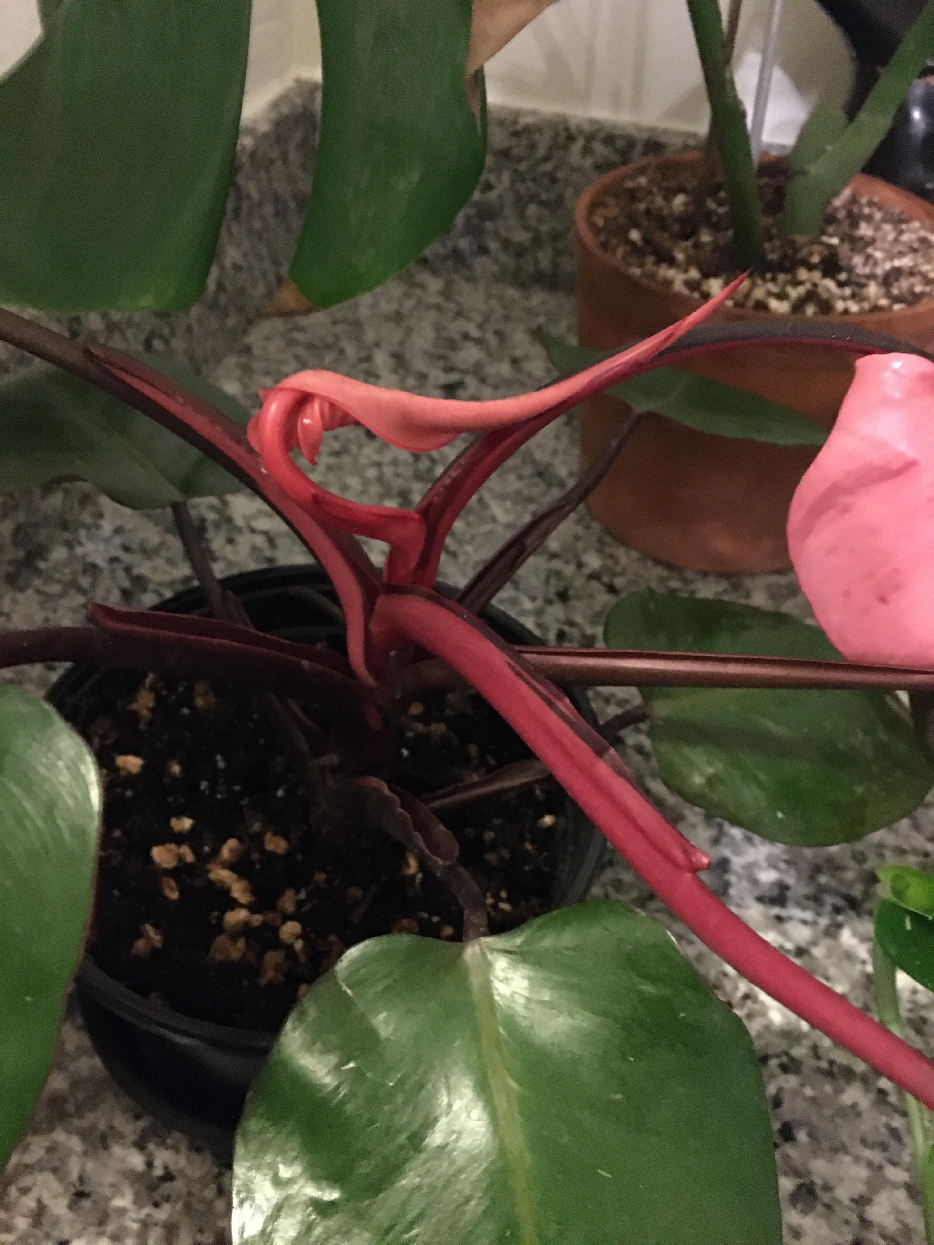 This pink princess leaf is taking ages to unfurl! r/houseplants