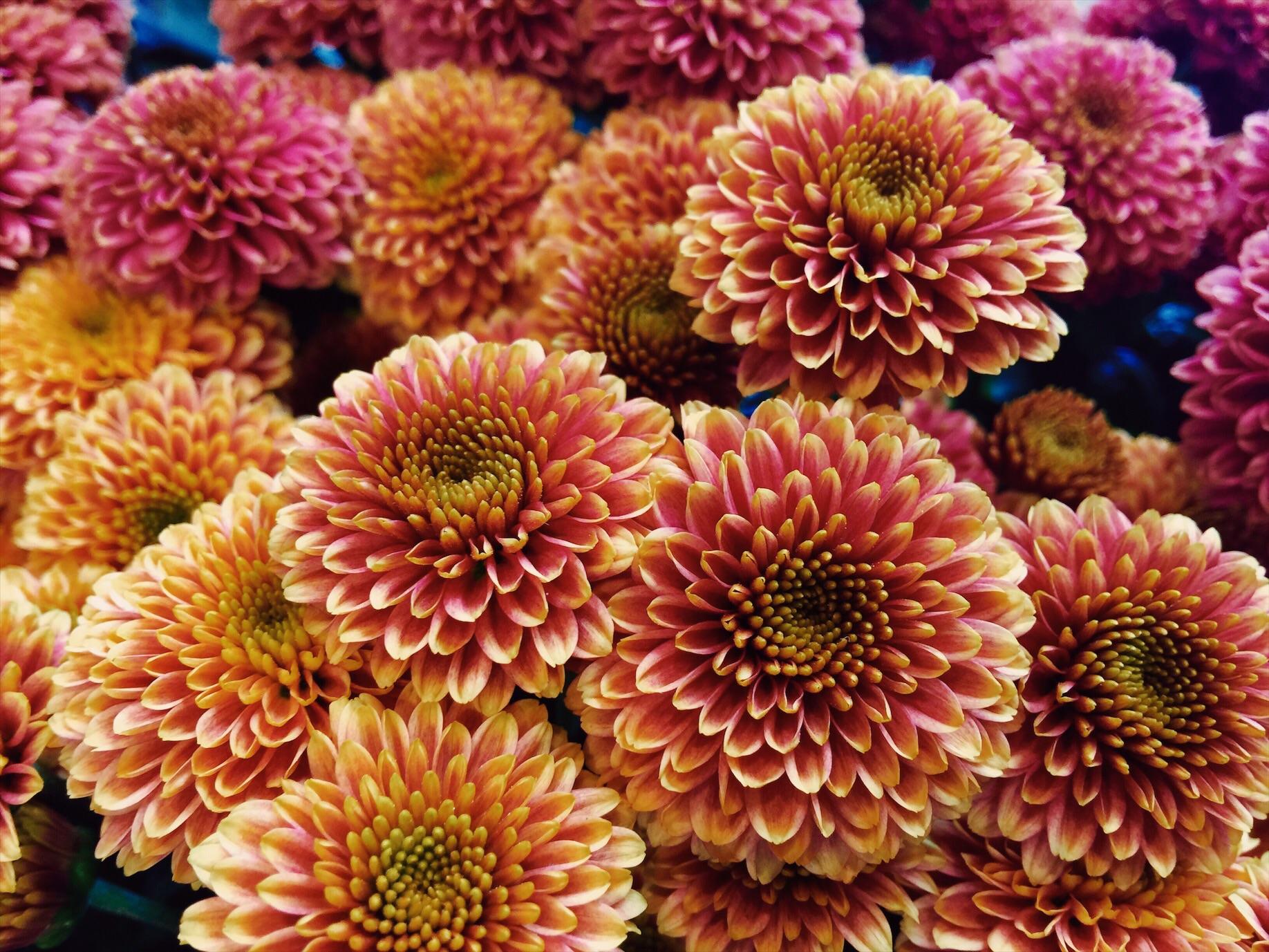 Chrysanthemums. Photo taken by me. [1836X1377] r/BotanicalPorn