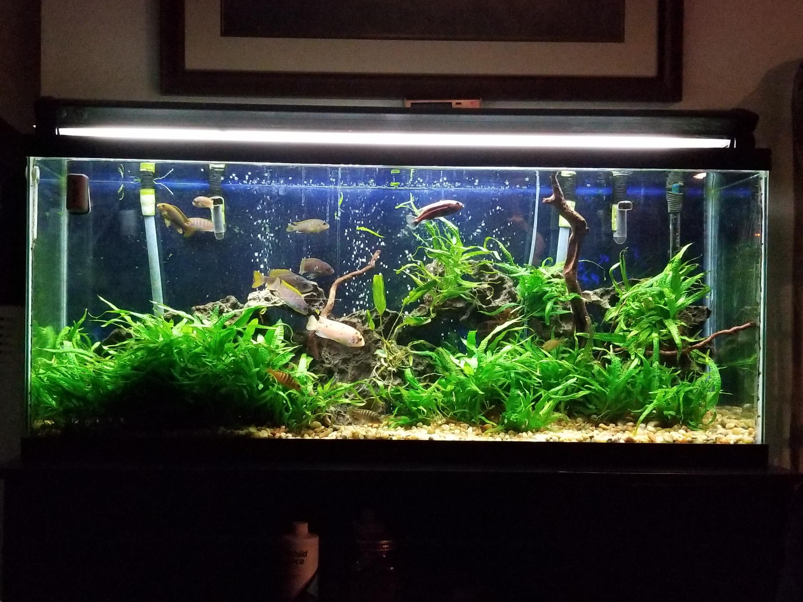 African Cichlid Fish Tanks