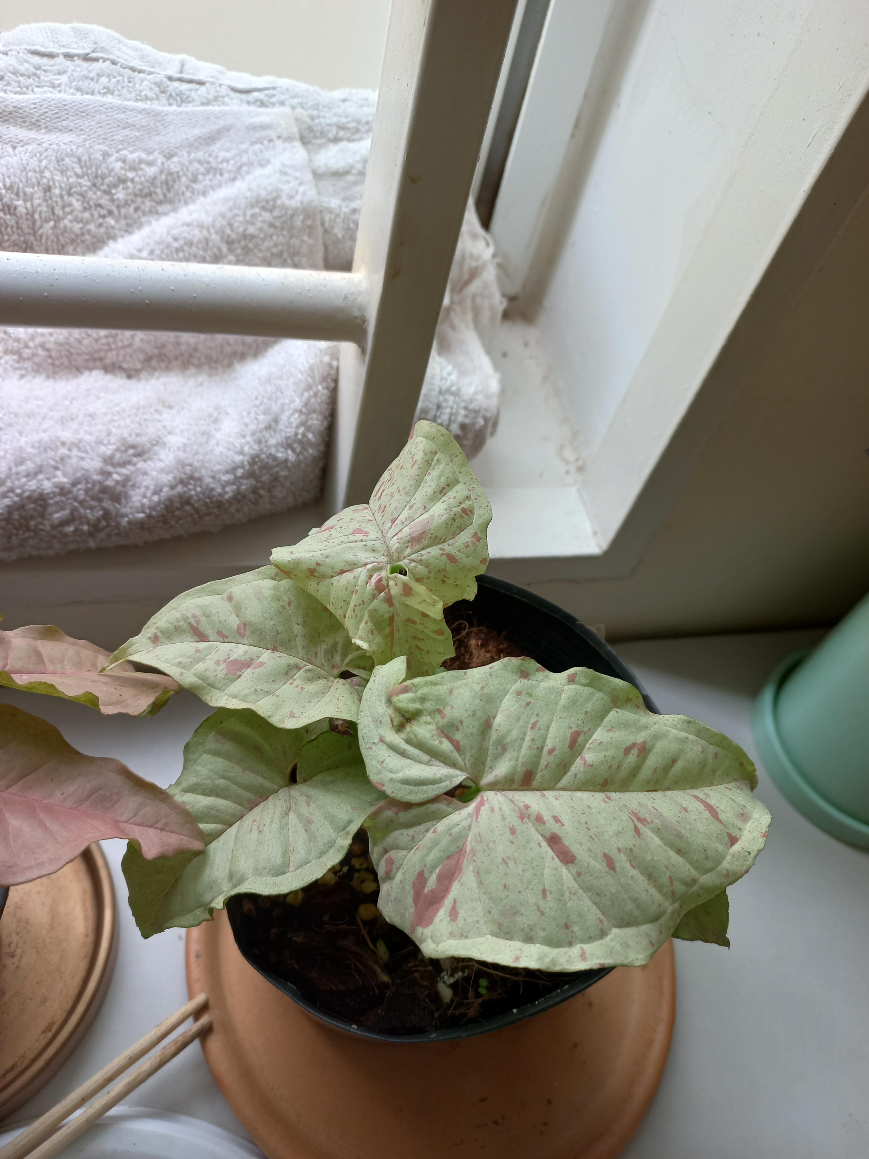 Care Guidance for Syngonium Milk Confetti?? r/houseplants