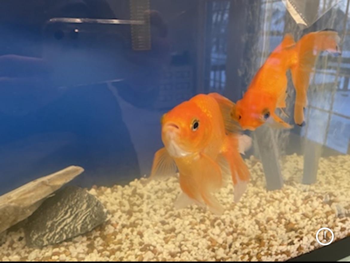 My fish died. Both tanks. How do I disinfect after I recover from this