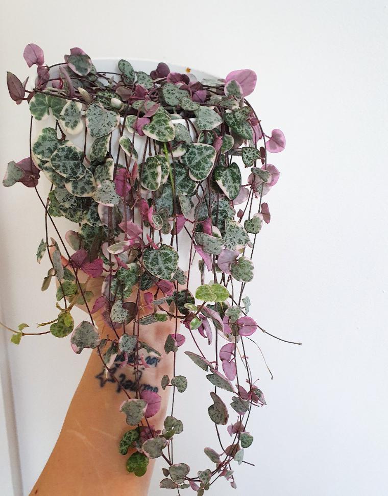I mixed types of string of hearts and have some new growth. Happy day