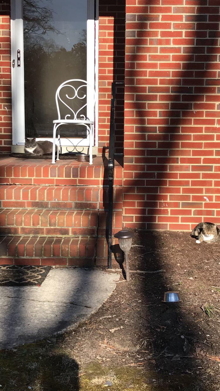 My two cats hate each other, but they’re both so photogenic r/cats