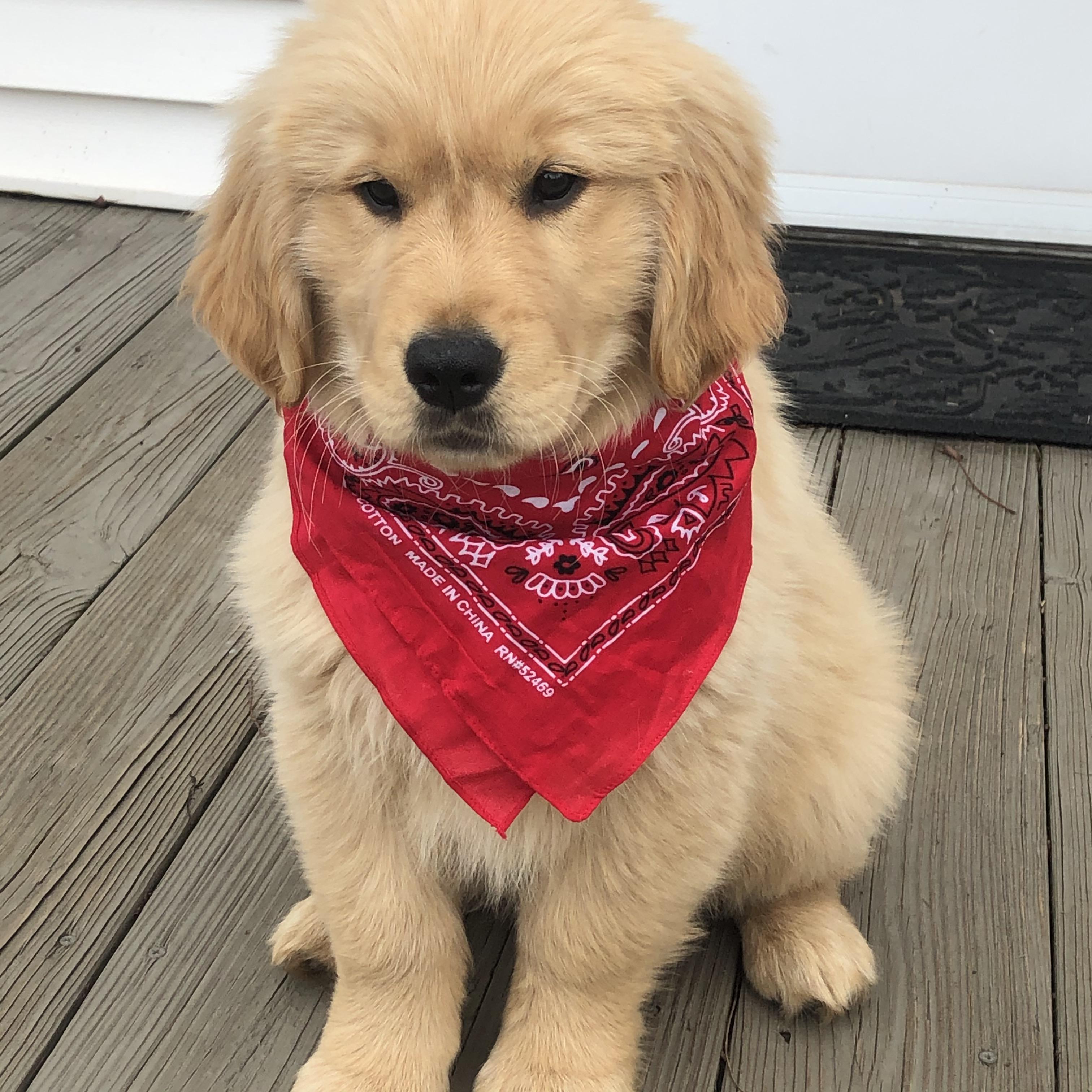 Ernest wears a bandana. He’s 13 weeks old today, knows his name, sit
