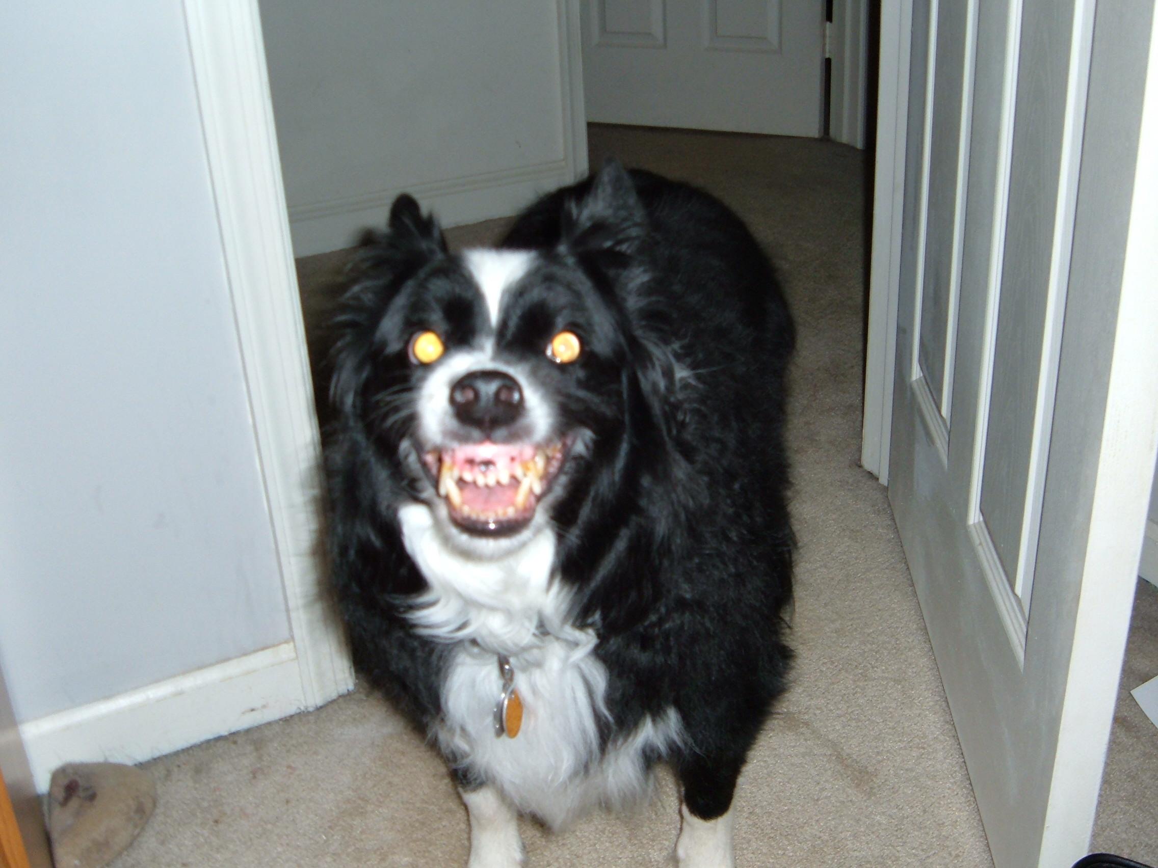 My dog was Mr.Pickles r/mrpickles