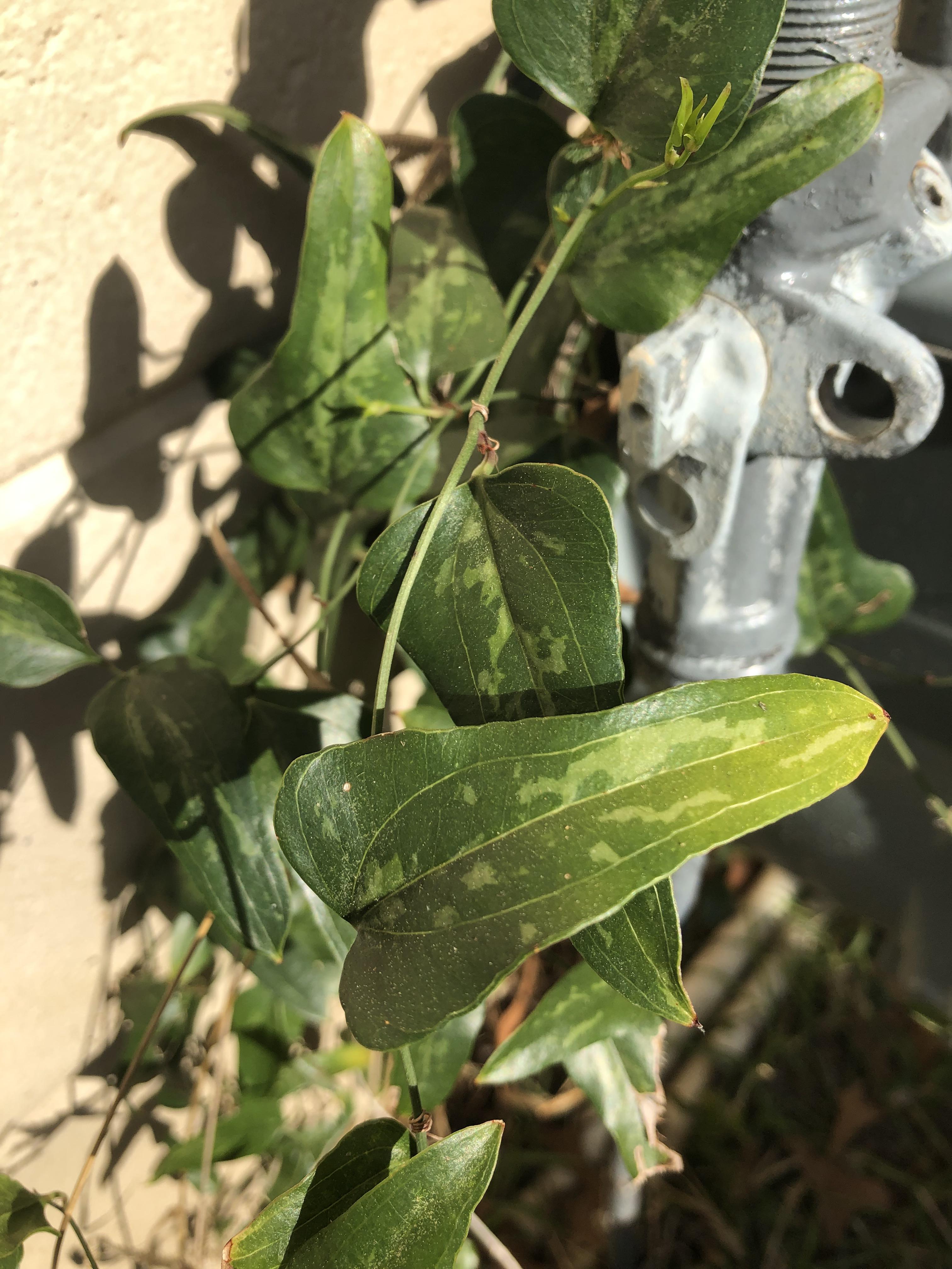 Vining Plant. Zone 9b r/whatsthisplant