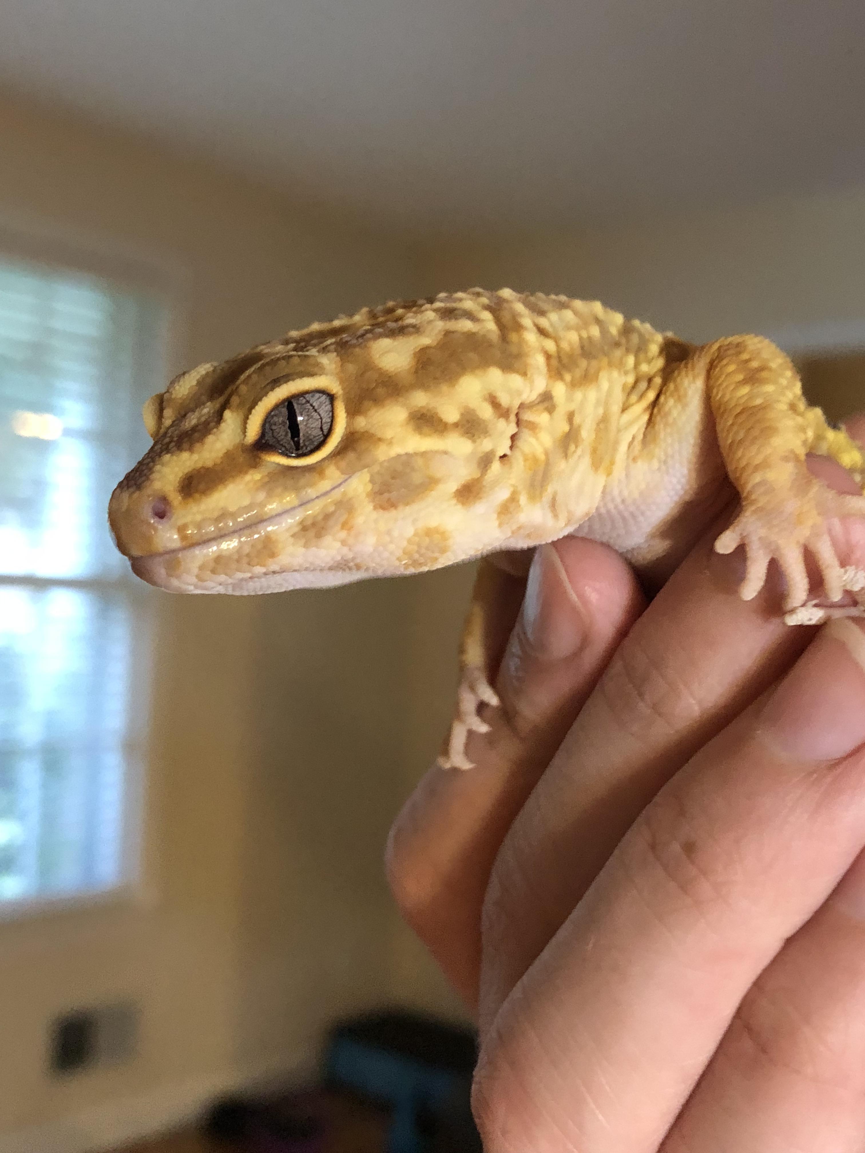 This is Spot, he’s a good handsome Leopard gecko😋 my brother got him from petco a long time ago