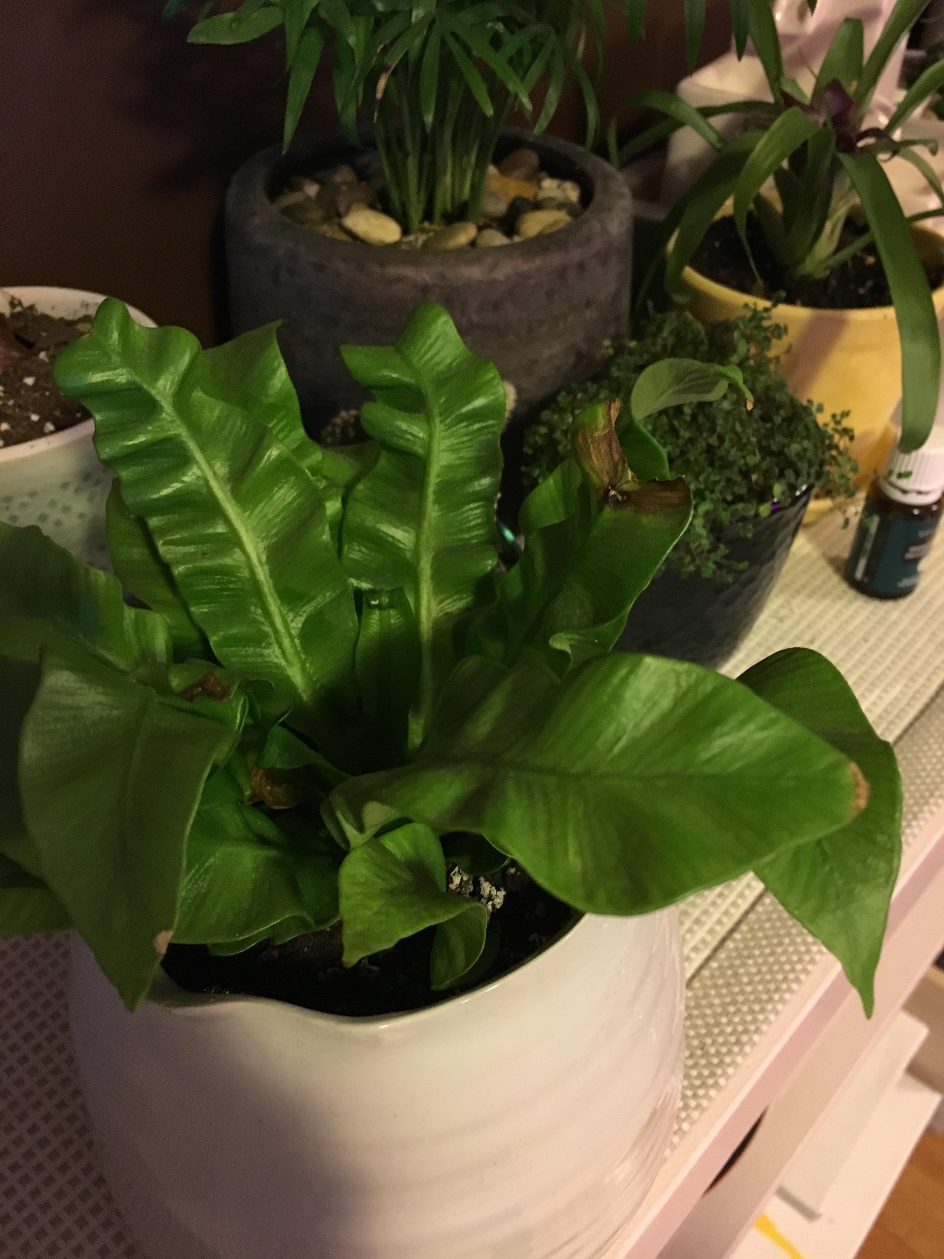 Why are the tips of my crispy wave plant browning? Am i overwatering