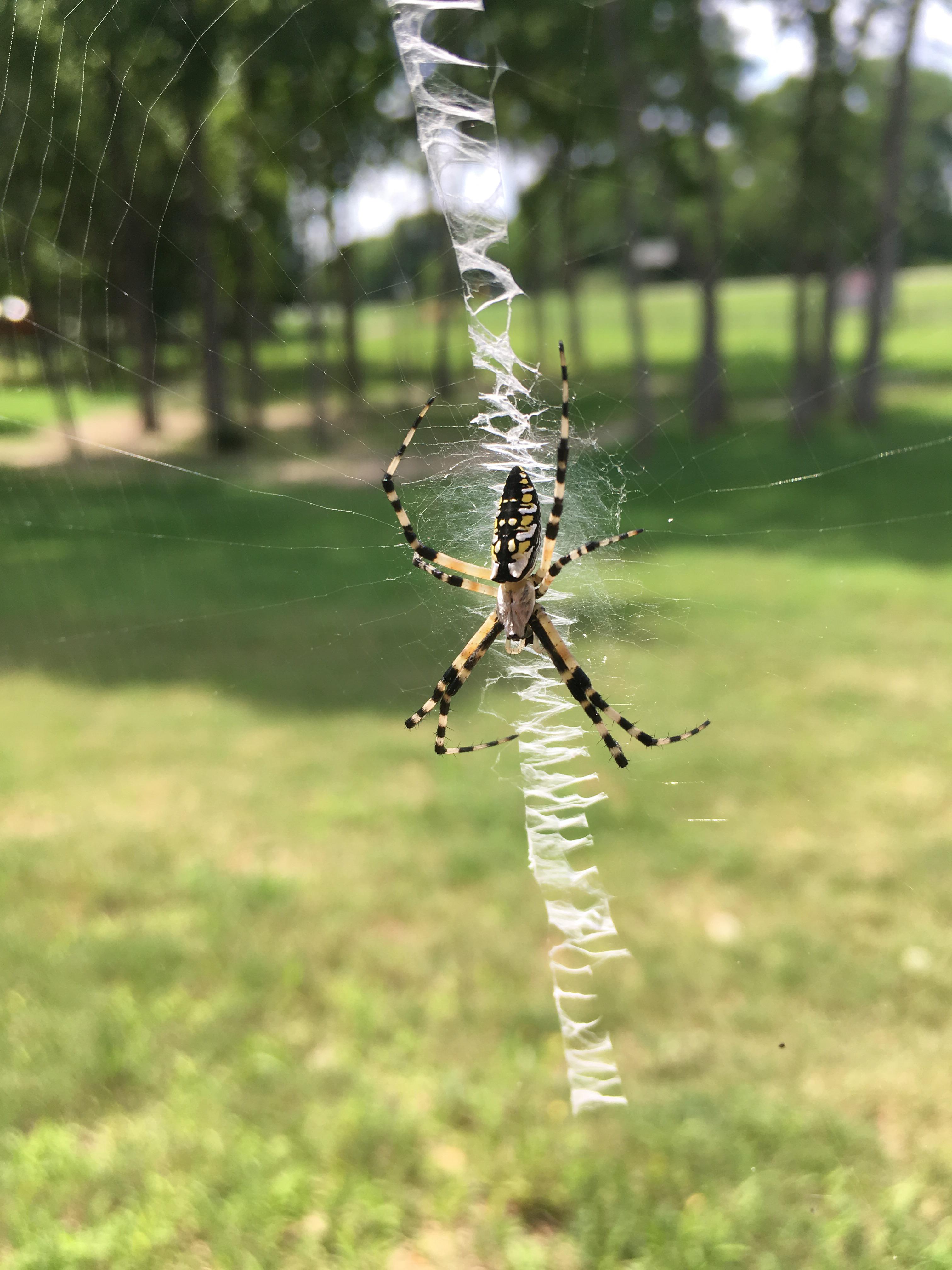 Banana spider? Right out side our lodge. Tx r/spiders
