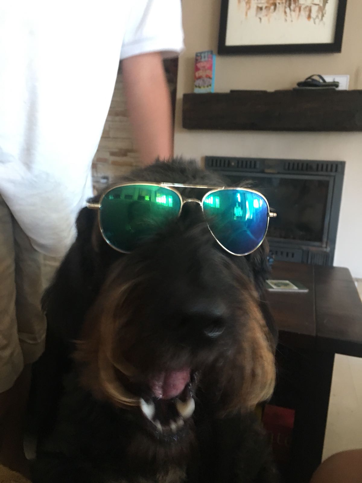 My dog wont let me take them off cause he lives them r/aww