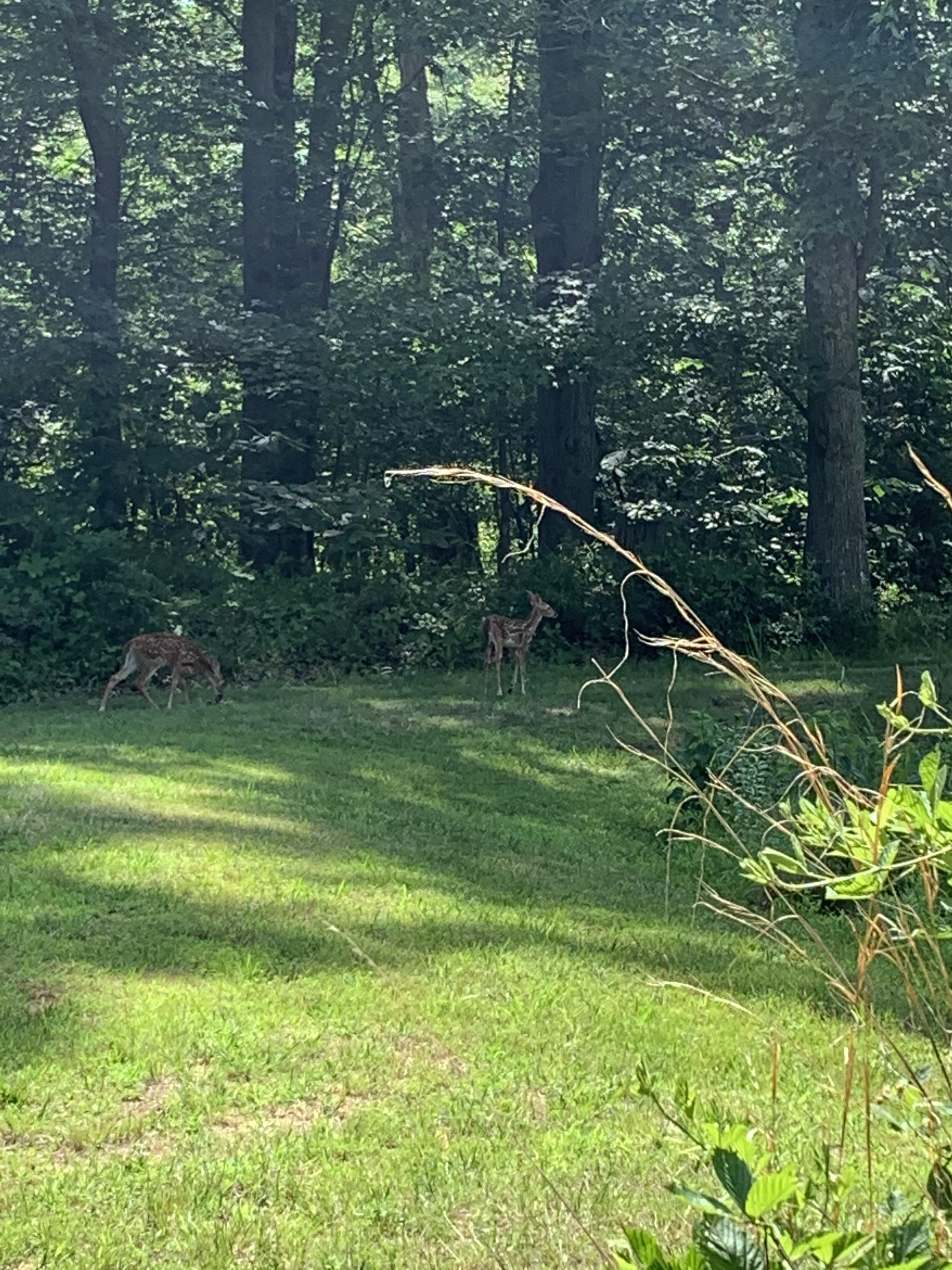 First time! Intent was Ancient and Beautiful. Saw these two near a pond