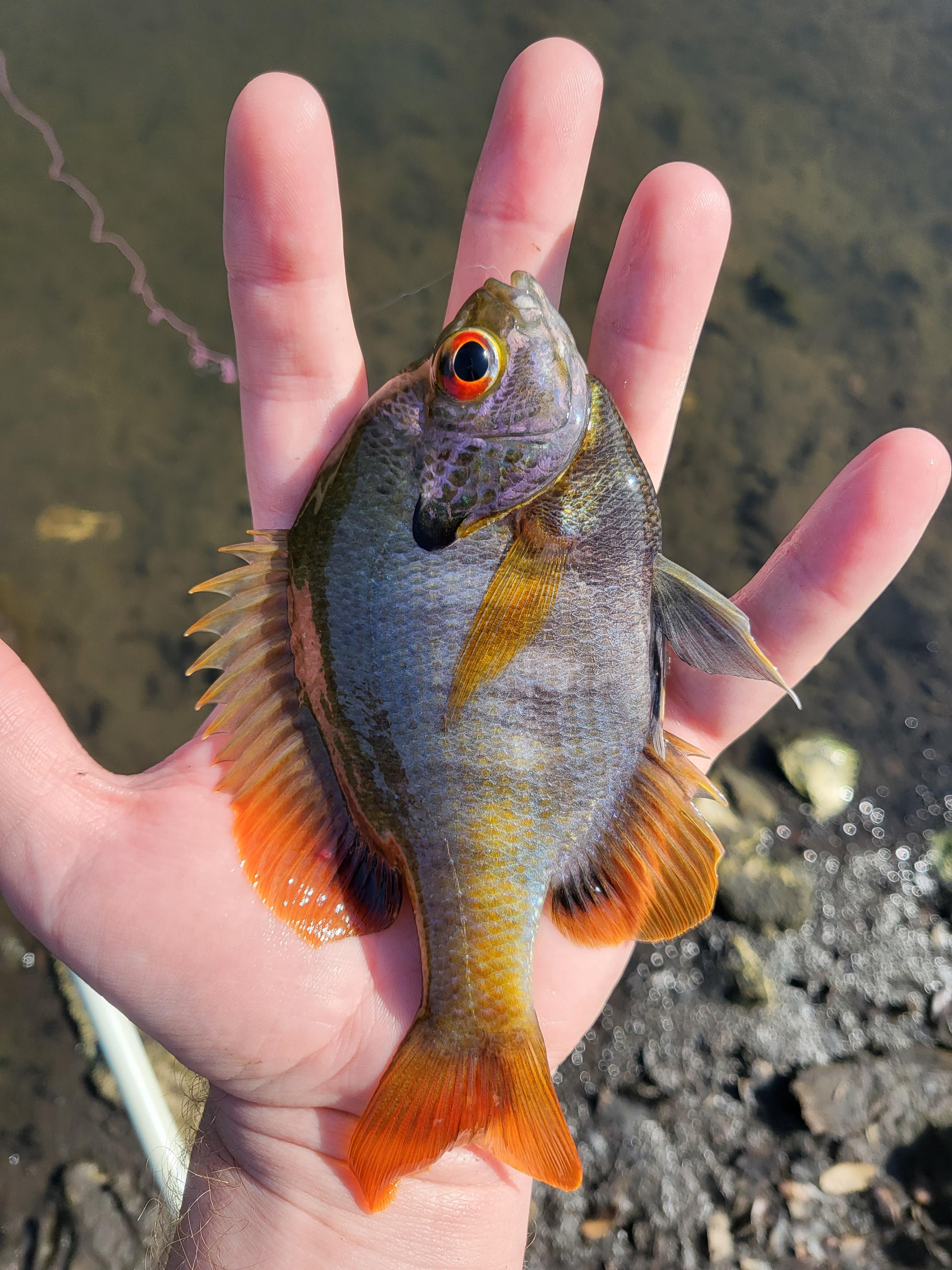 Coppernose bluegill. Stocked private pond in central Texas. r