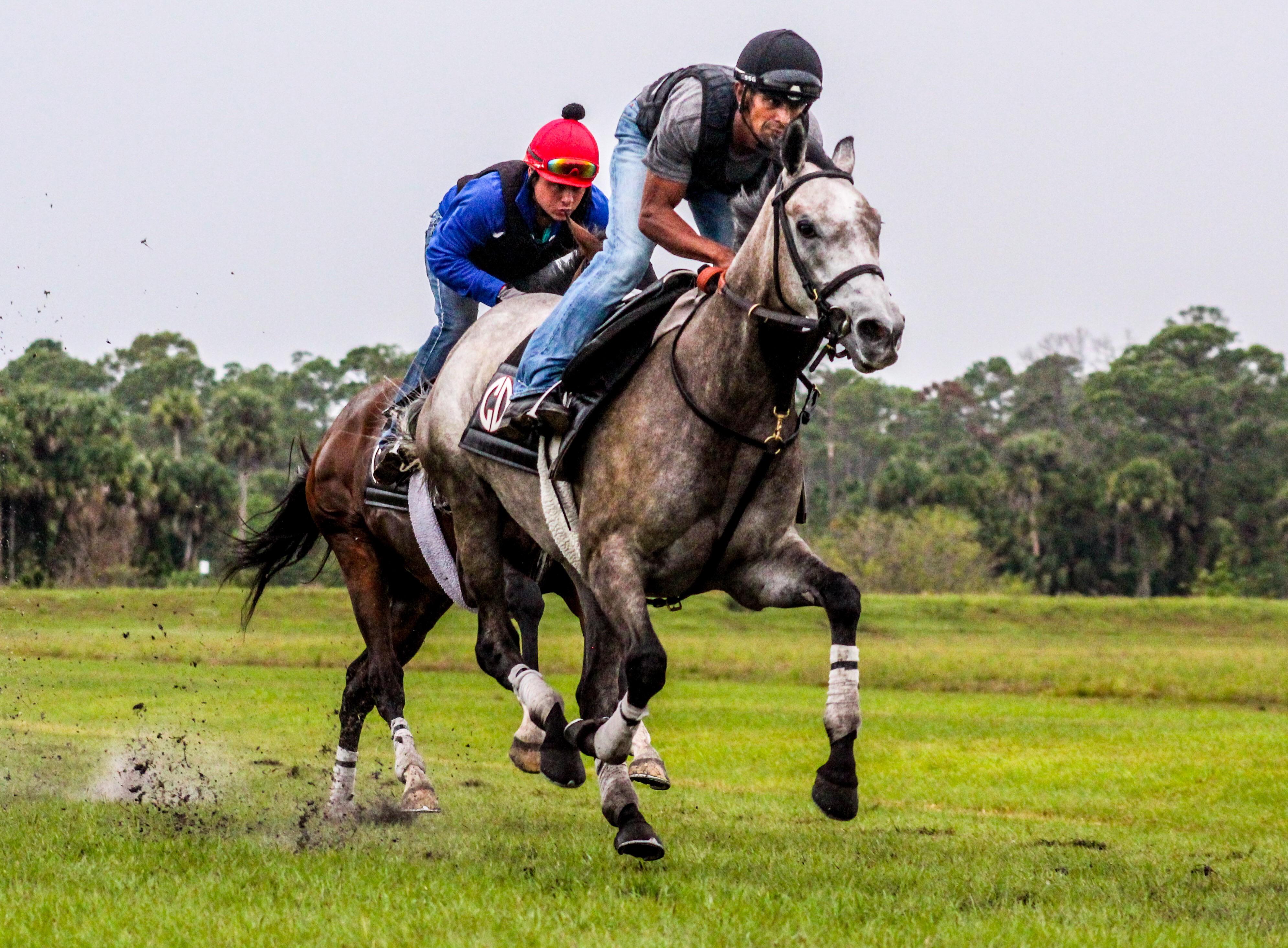 Breezing on the turf. Payson park training center. FL. r/horseracing