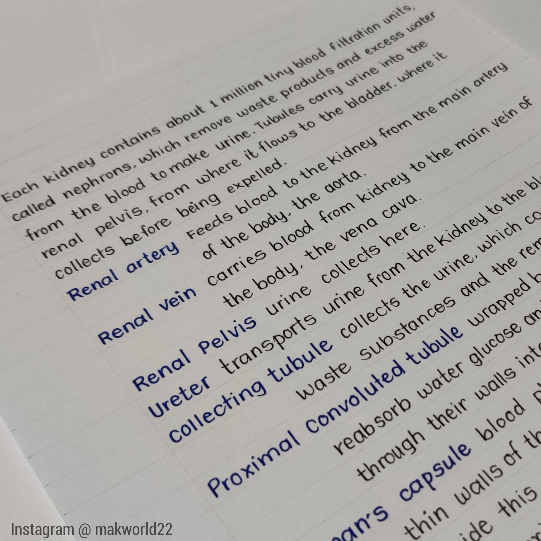 Biology Notes in print handwriting r/PrettyNotes