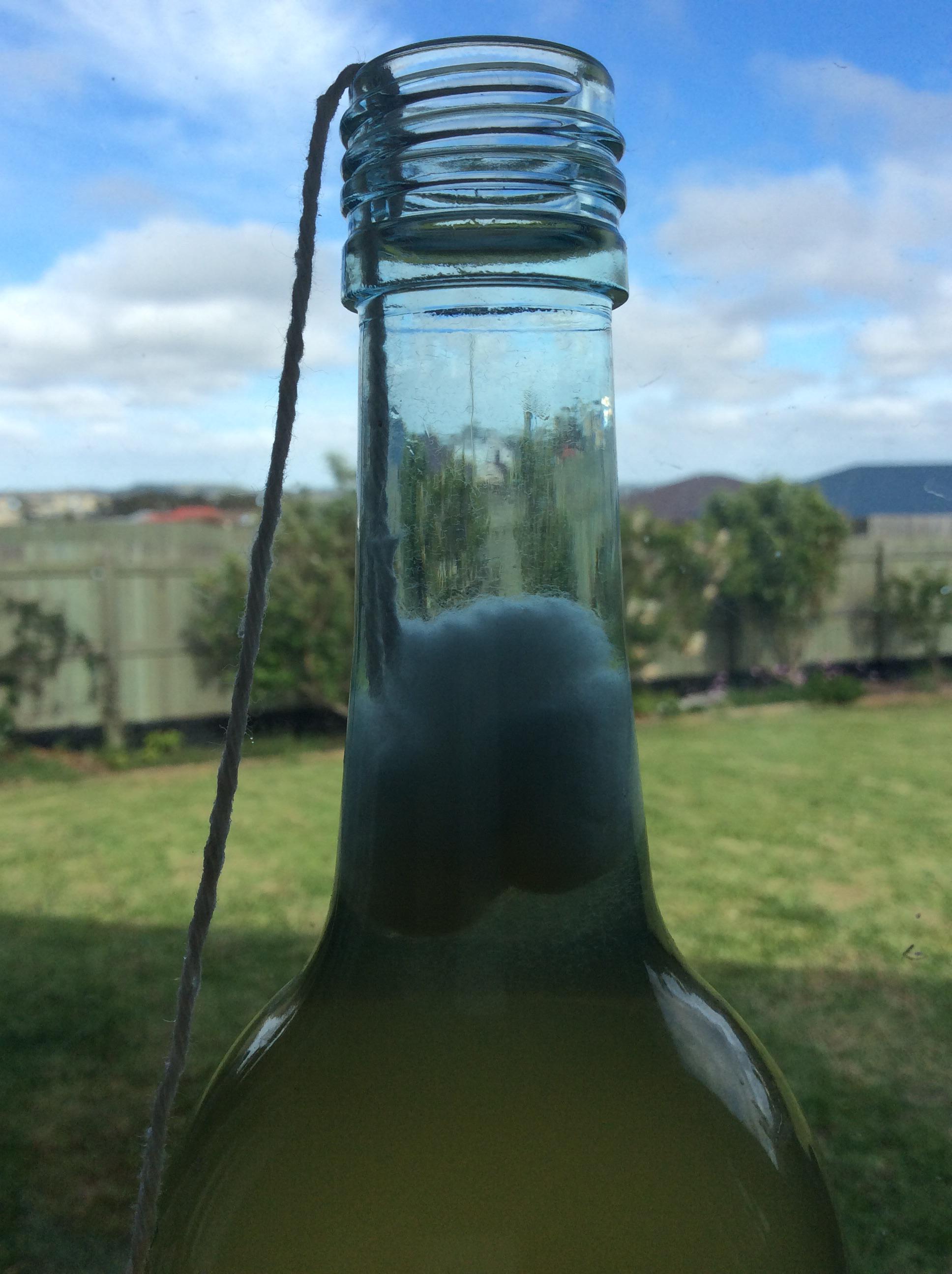 Vinegar eels harvesting cotton ball separating apple cider vinegar