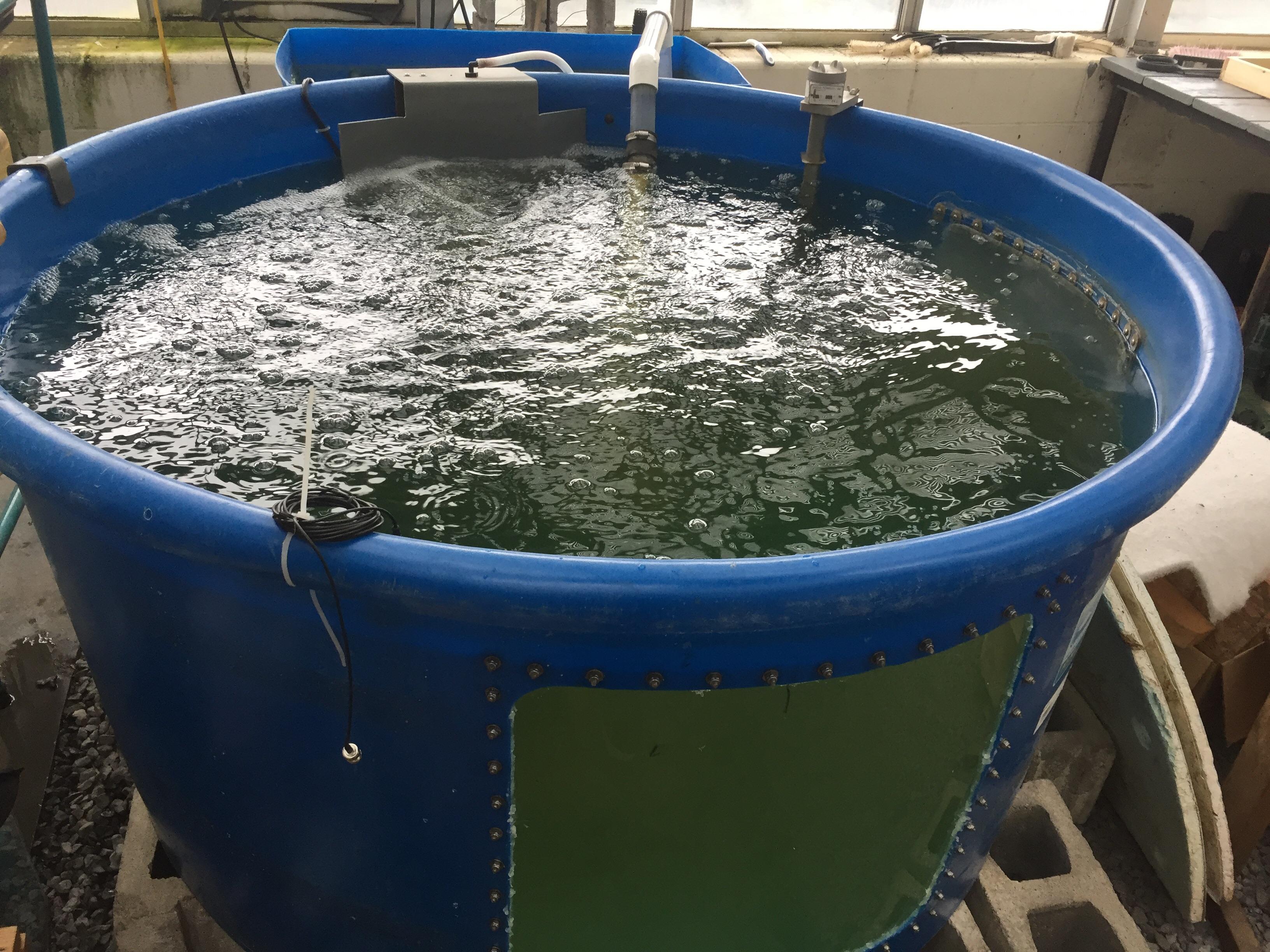 New Tilapia Tank! r/Aquariums