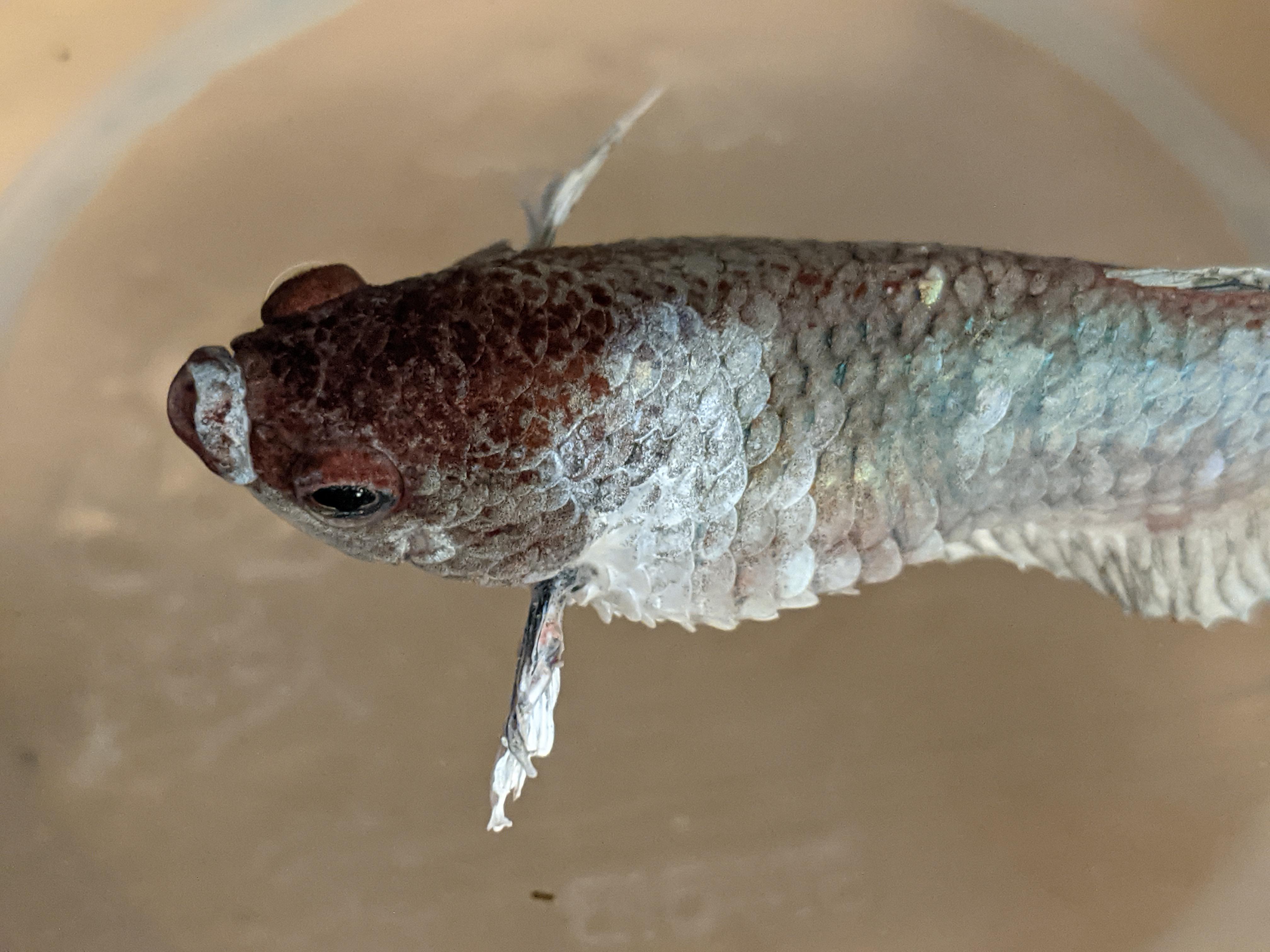 NSFW dropsy. How often to do epsom salt bath? r/bettafish