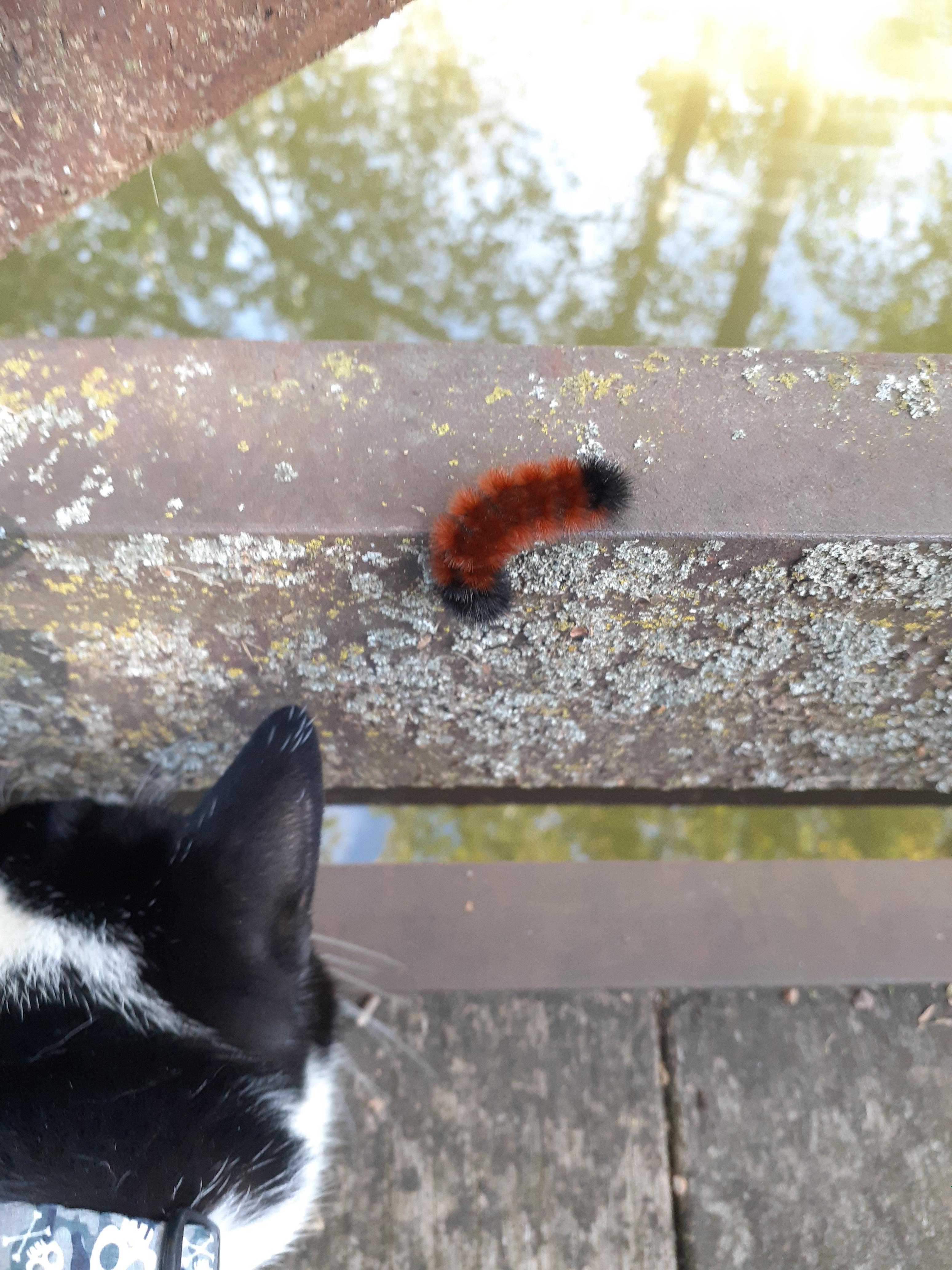 Saw some Lichen on a bridge while taking my cat for a walk. I pointed