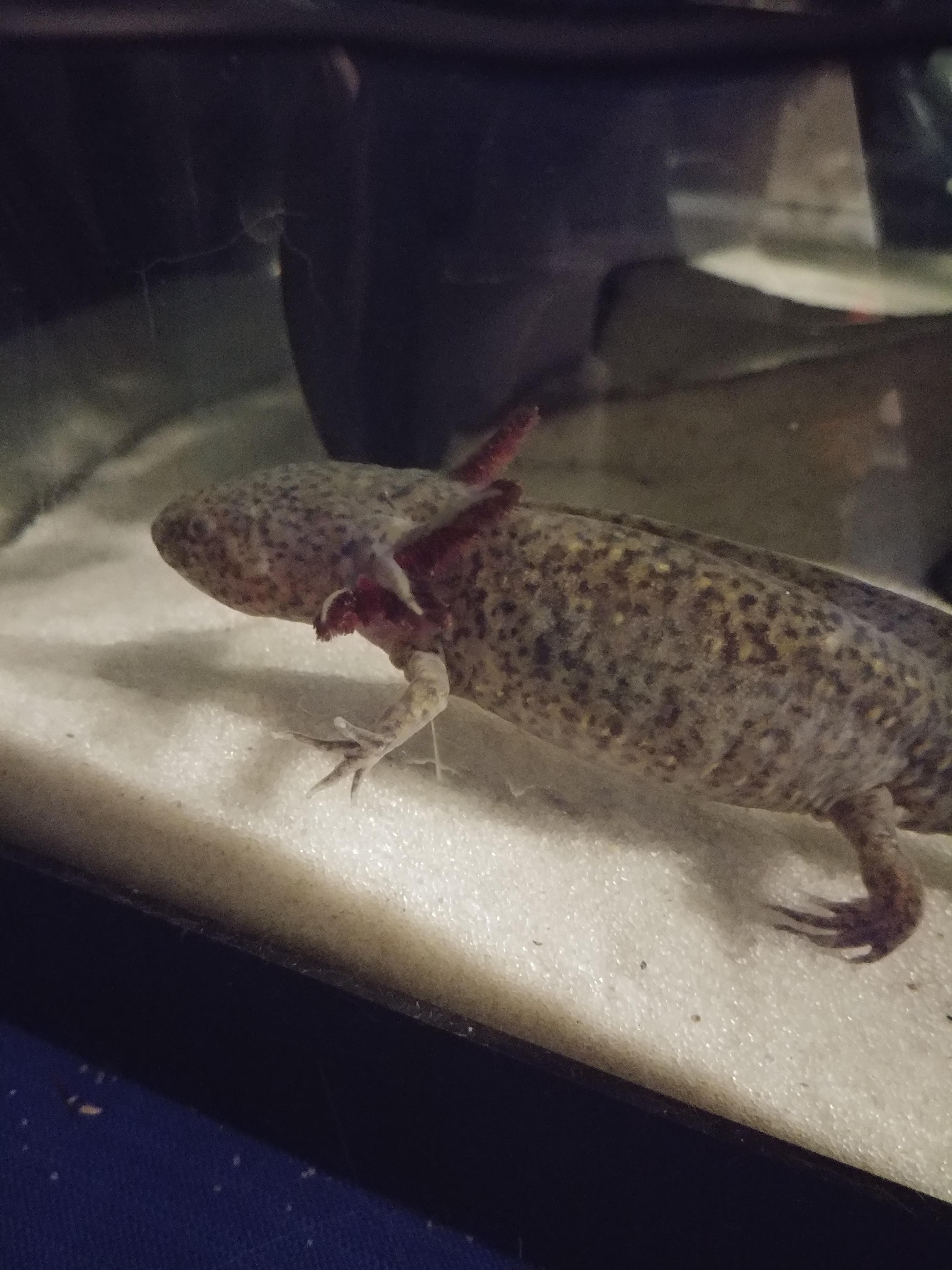 Moss the axolotl 💙 r/axolotls