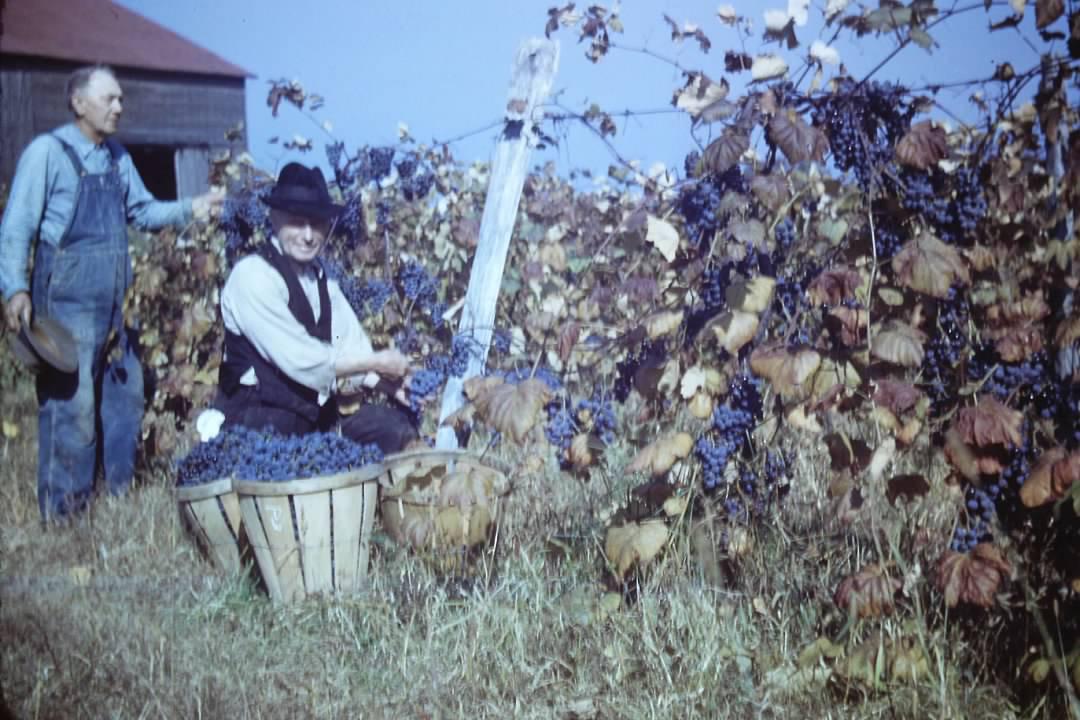 Bountiful Grape Harvest. Erie, PA