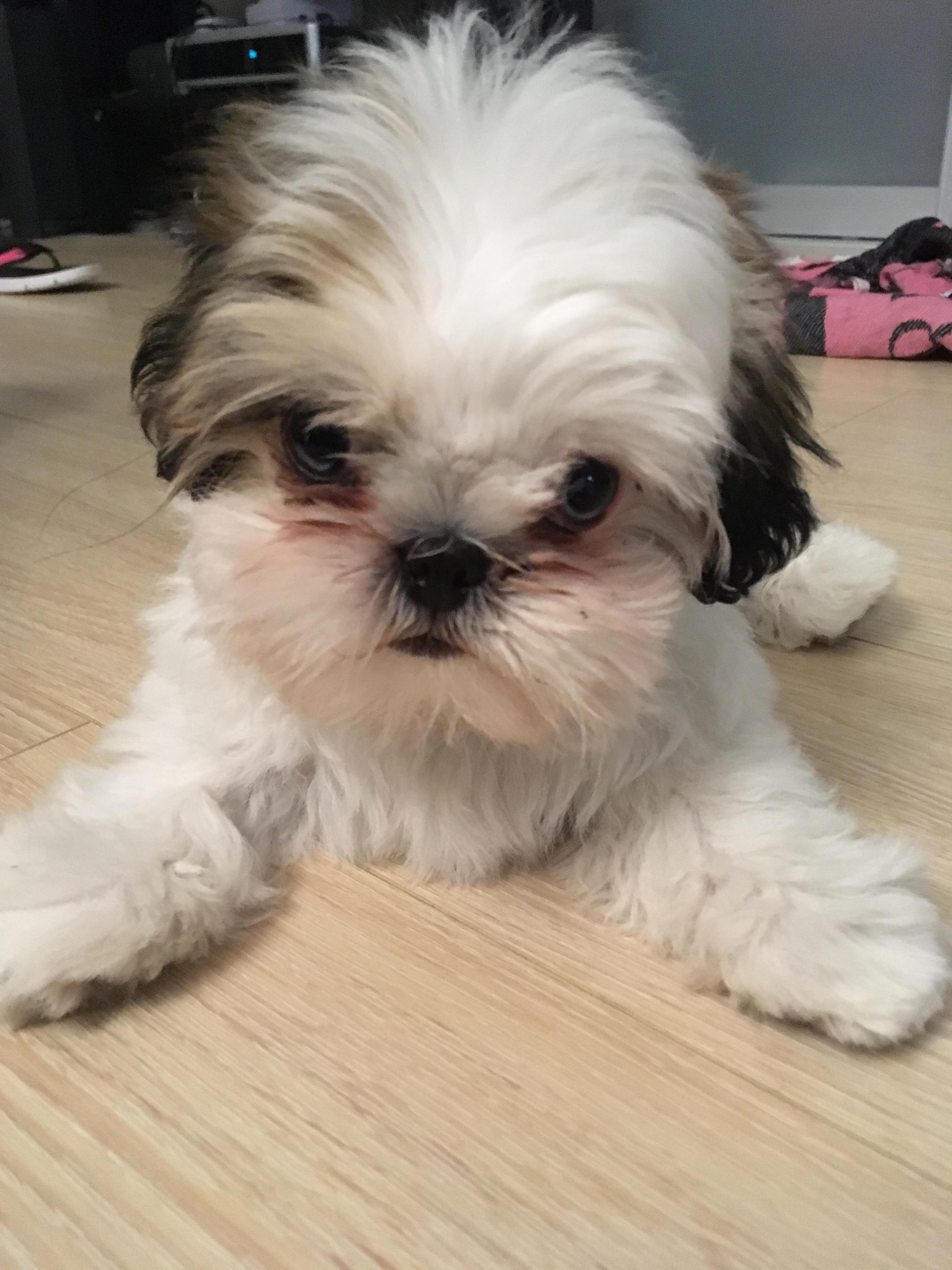 Meet Alex! My 12 week old Shih Tzu Shihtzu