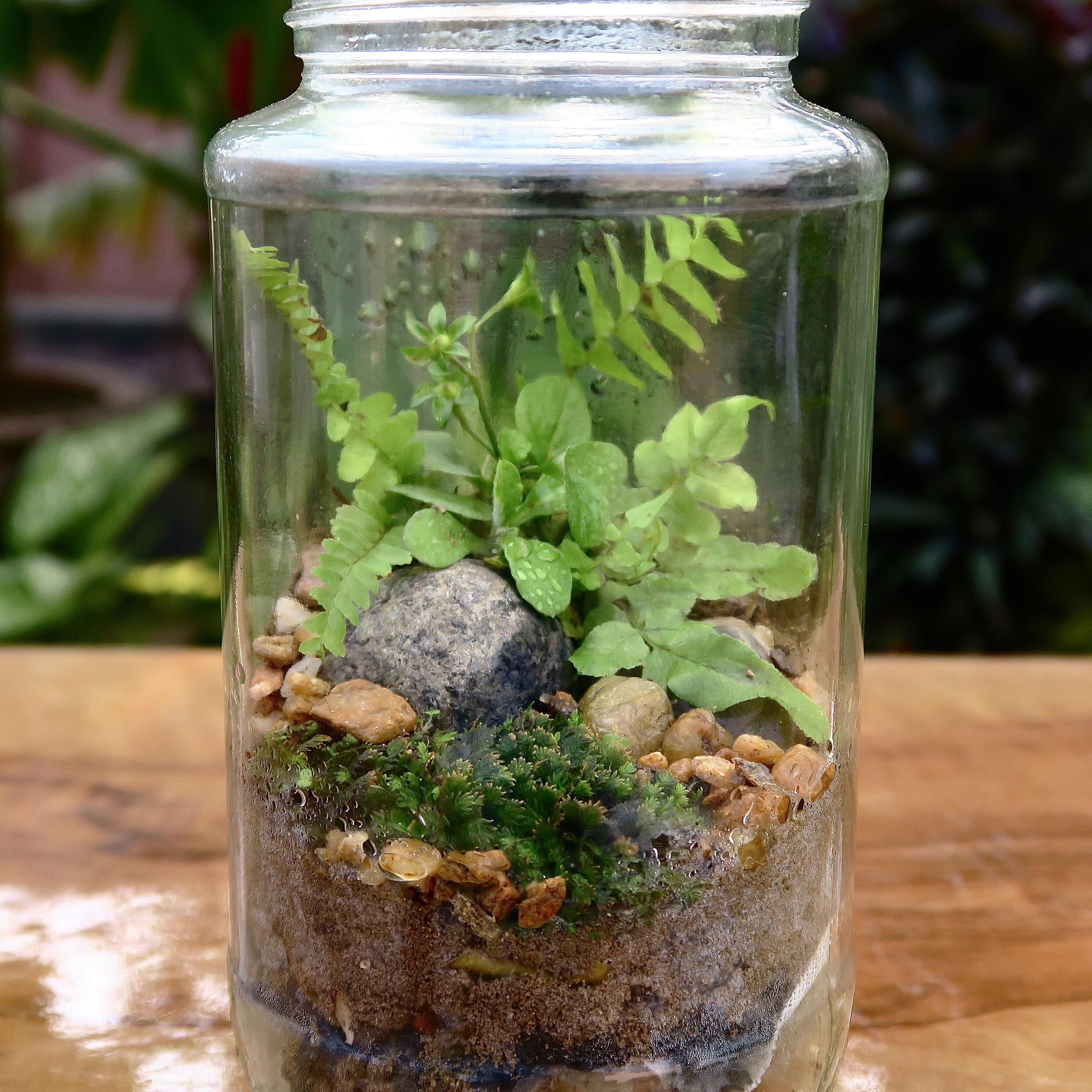 Native terrarium made for free r/Jarrariums