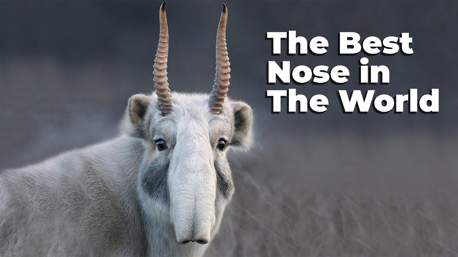 Best Nose in The World ─ SAIGA ANTELOPE ALLTHEANIMALS