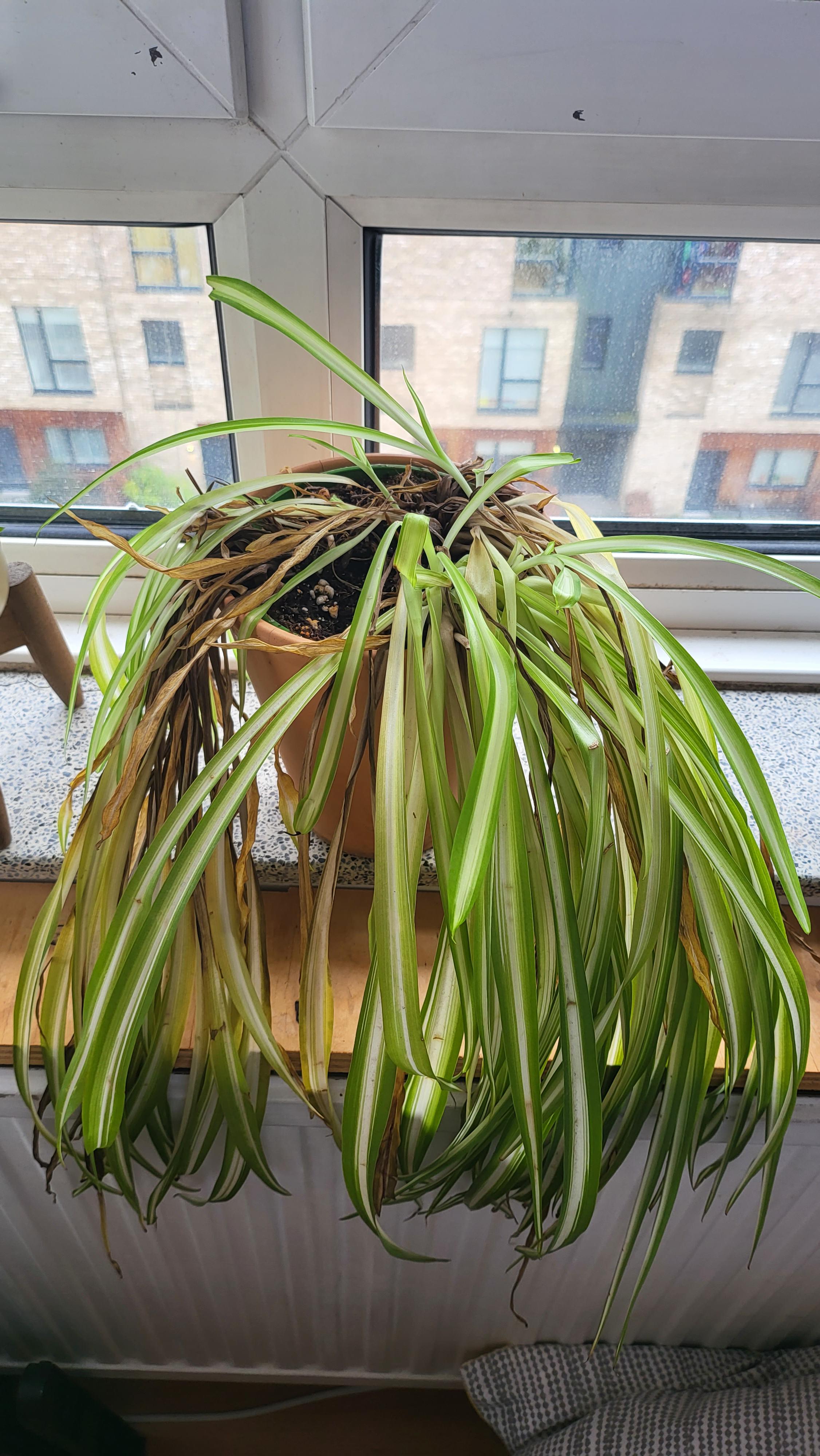 My spider plant is dying and I don't know why. It's been fine and in the past few weeks it's